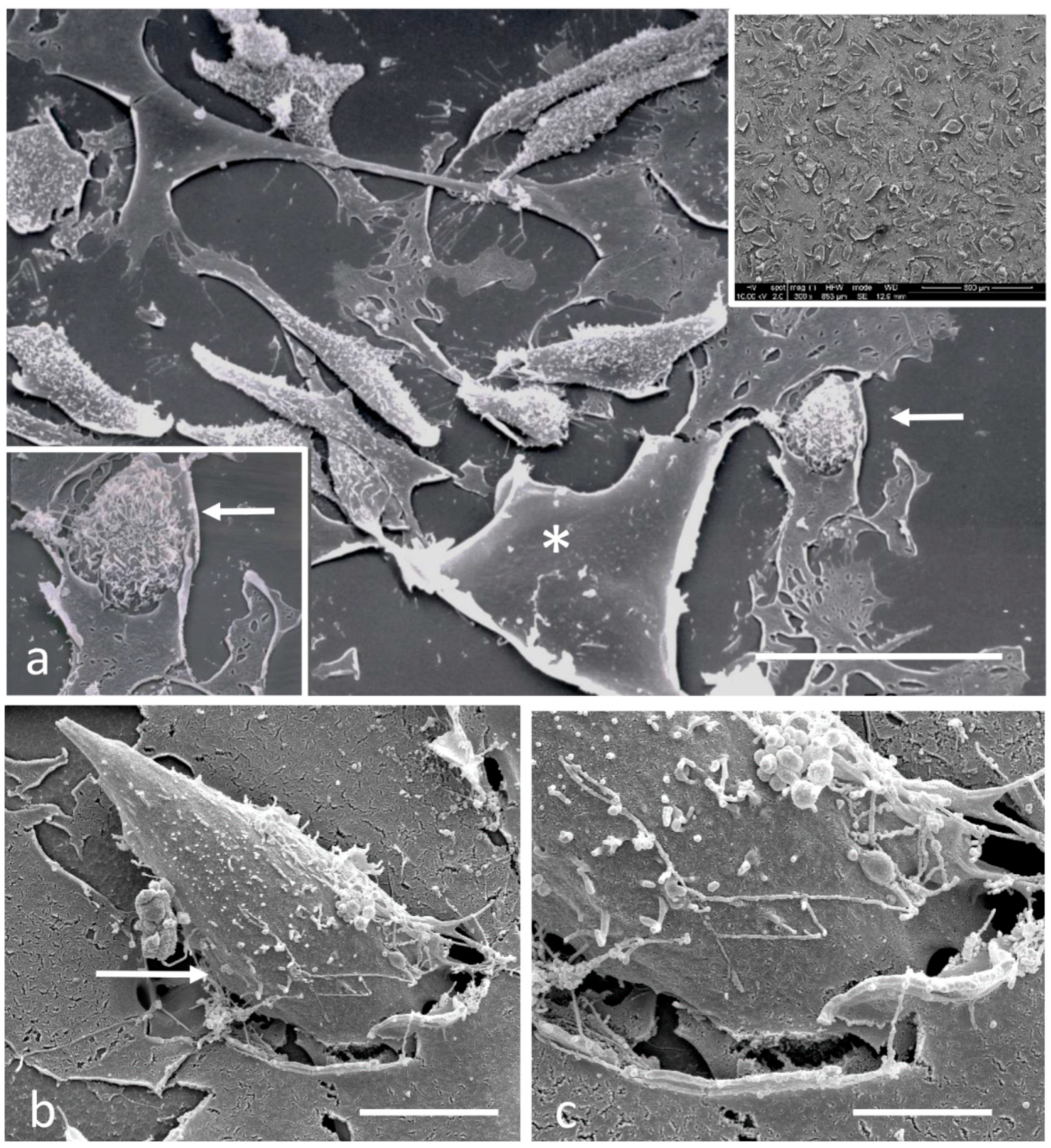 Biomedicines 11 01544 g009