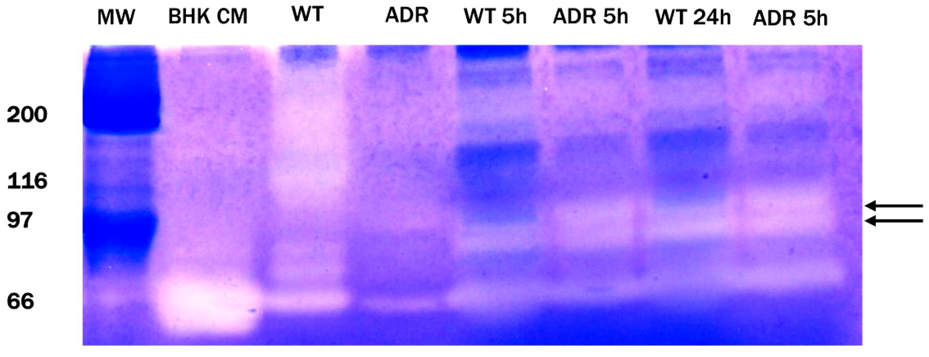 Biomedicines 11 01544 g013