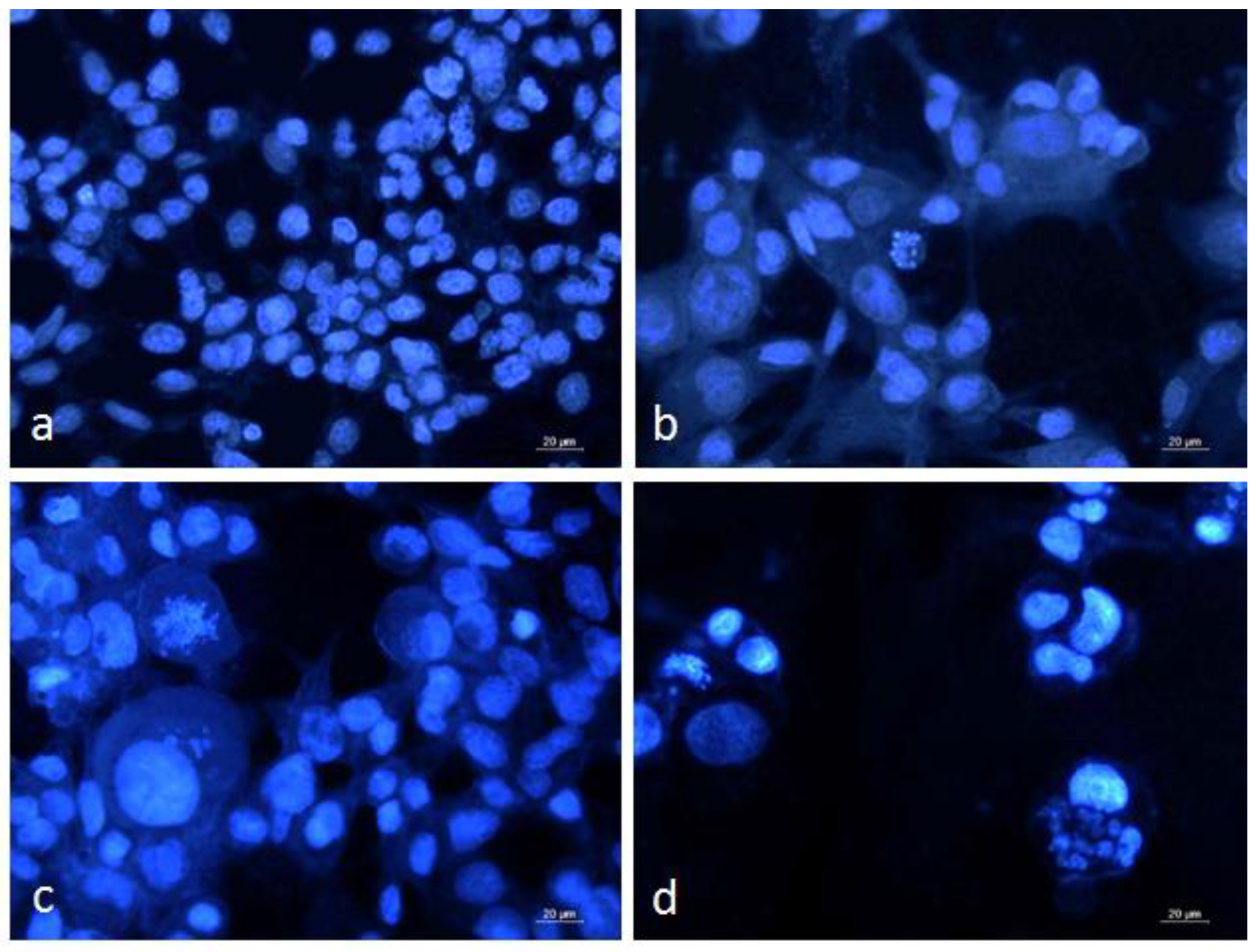Biomedicines 11 01545 g003 Biomedicines 11 01545 g003
