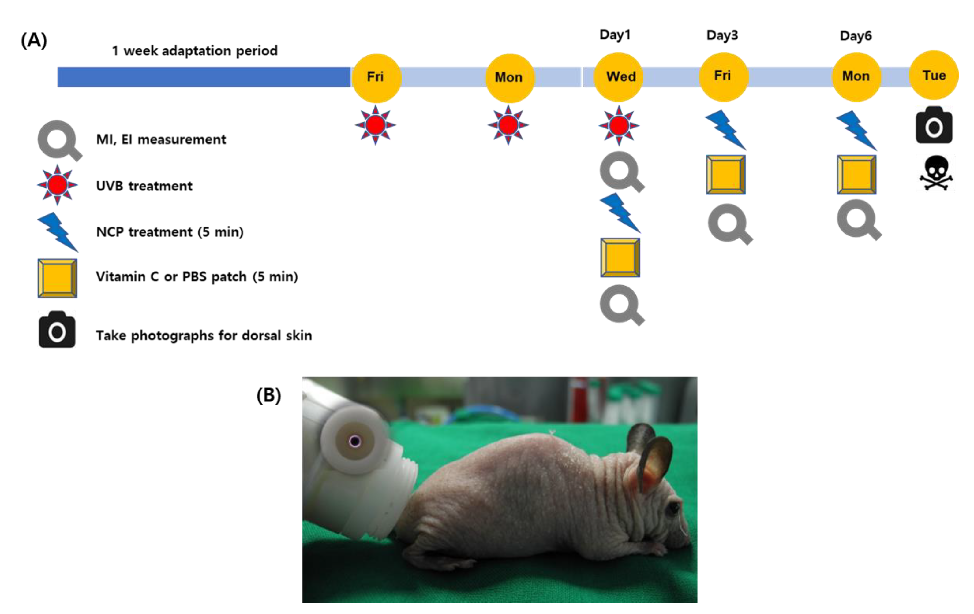 Biomedicines 11 01563 g001