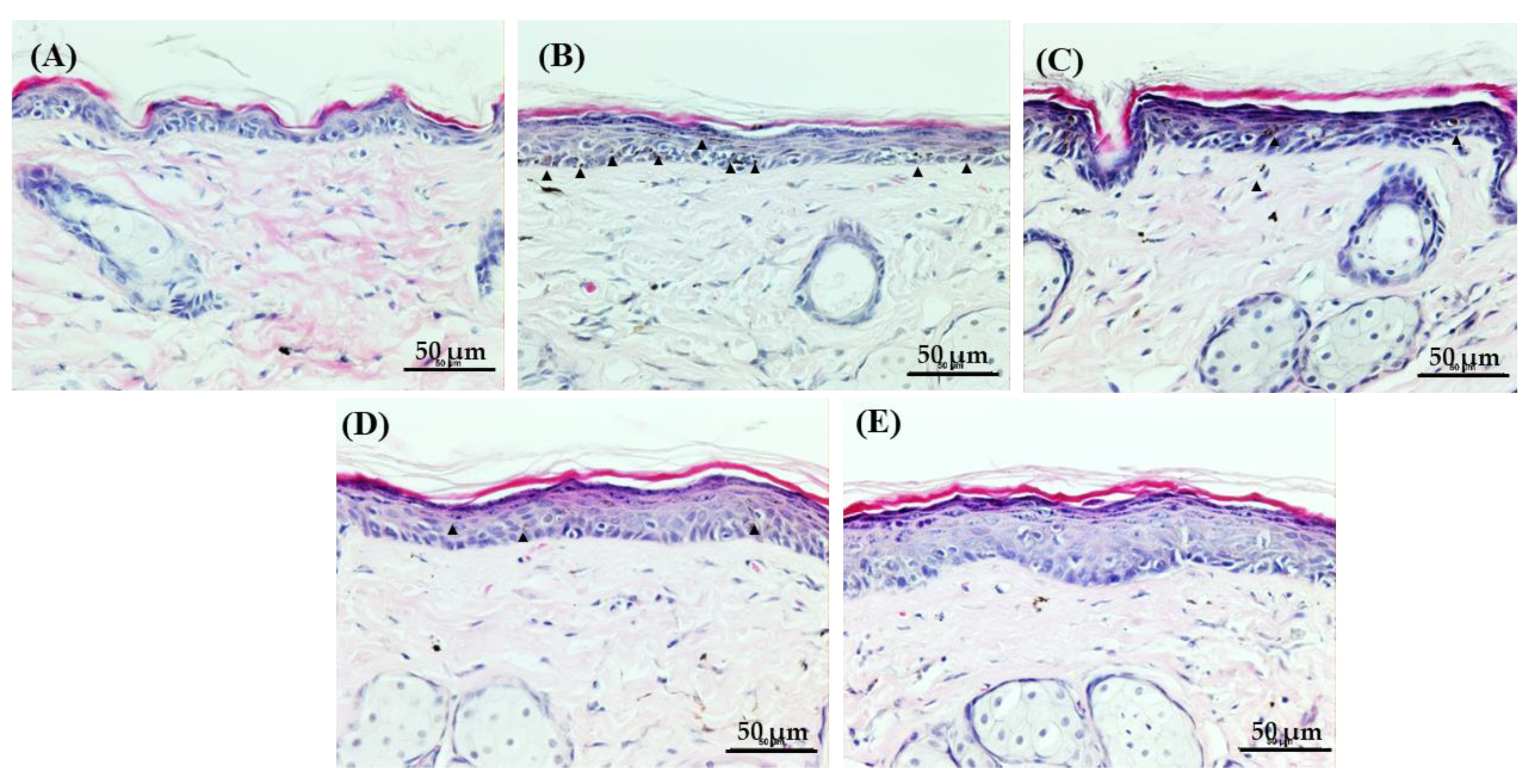 Biomedicines 11 01563 g004