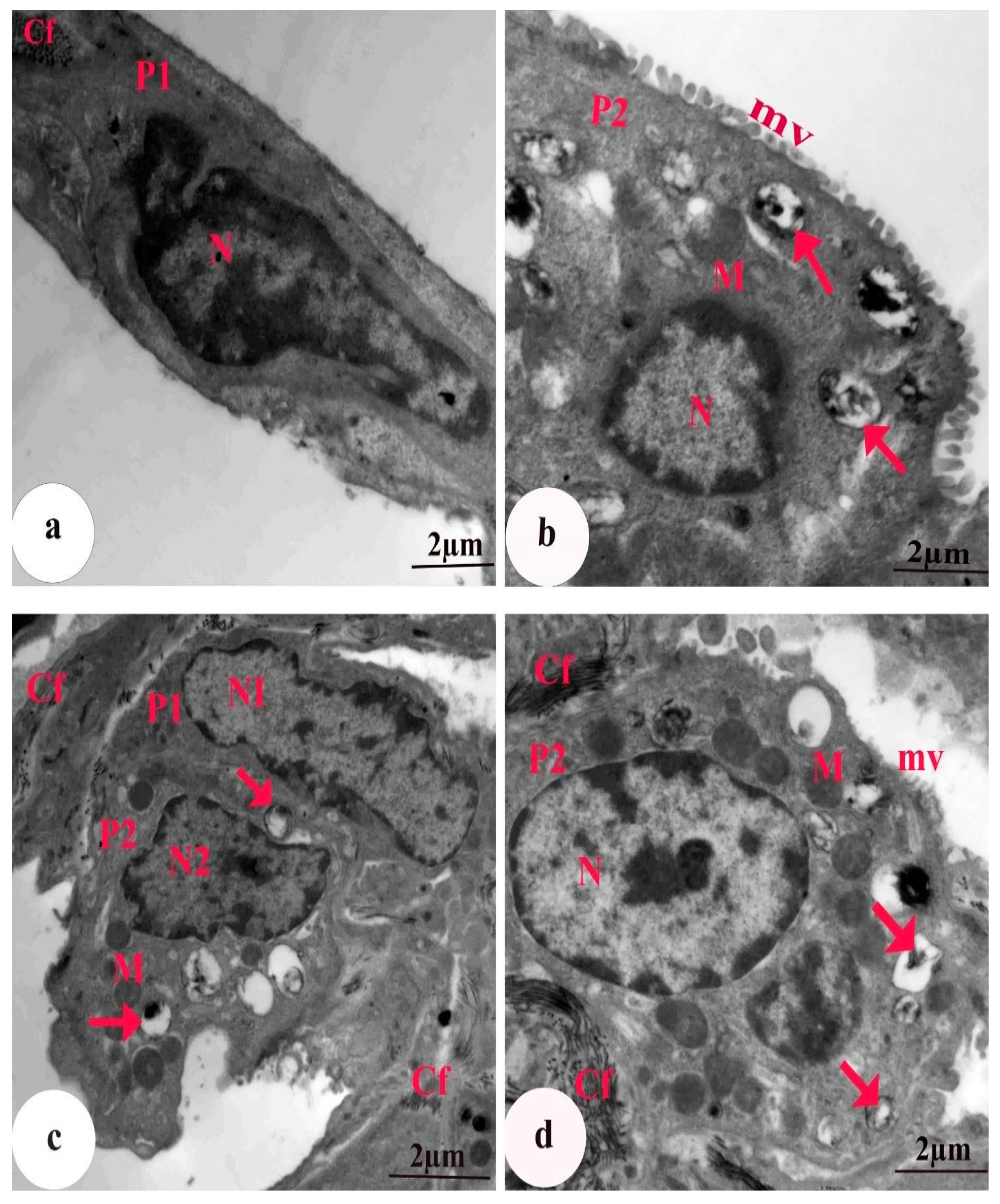 Biomedicines 11 01570 g007 Biomedicines 11 01570 g007
