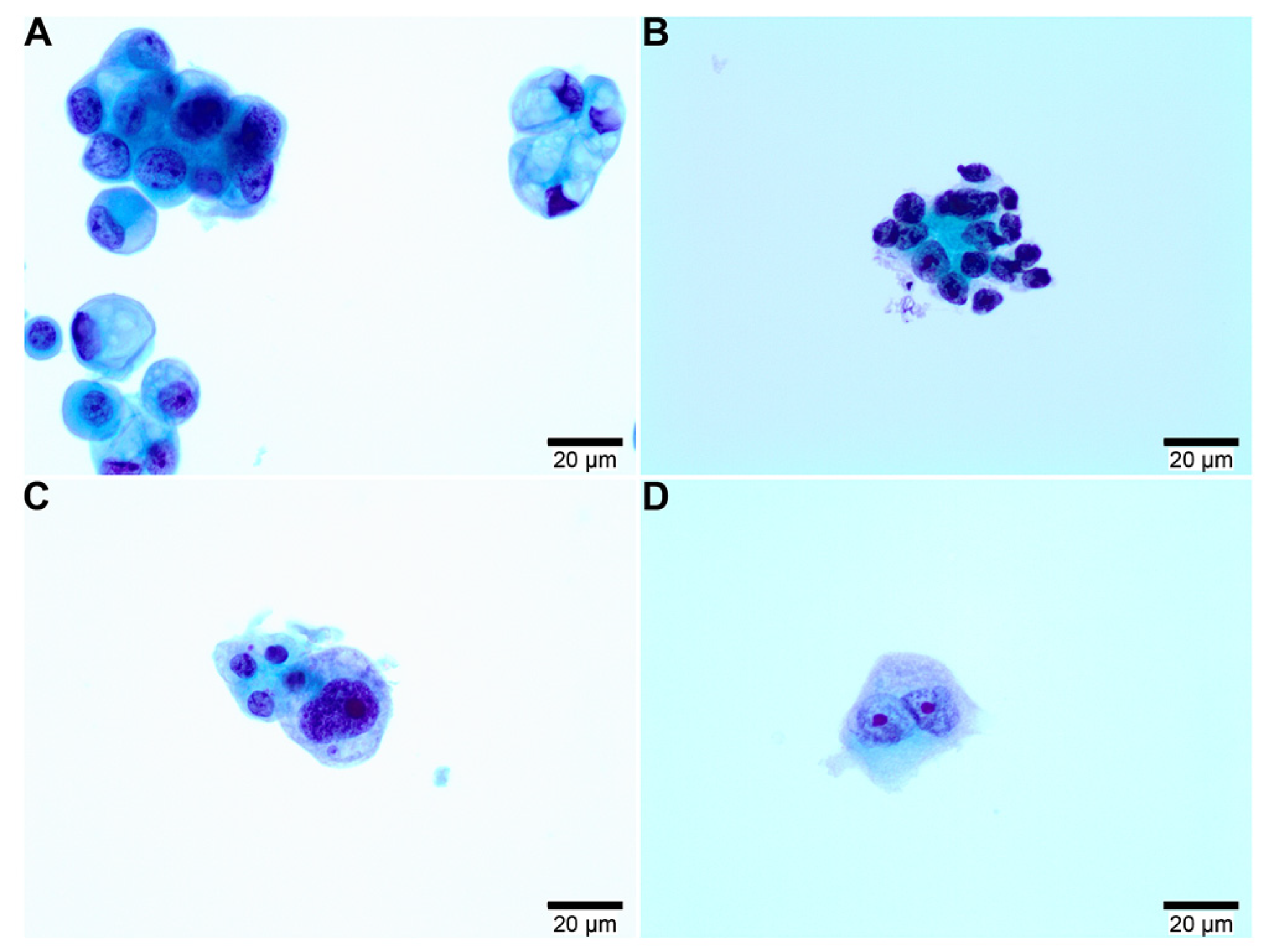Biomedicines 11 01578 g002 Biomedicines 11 01578 g002