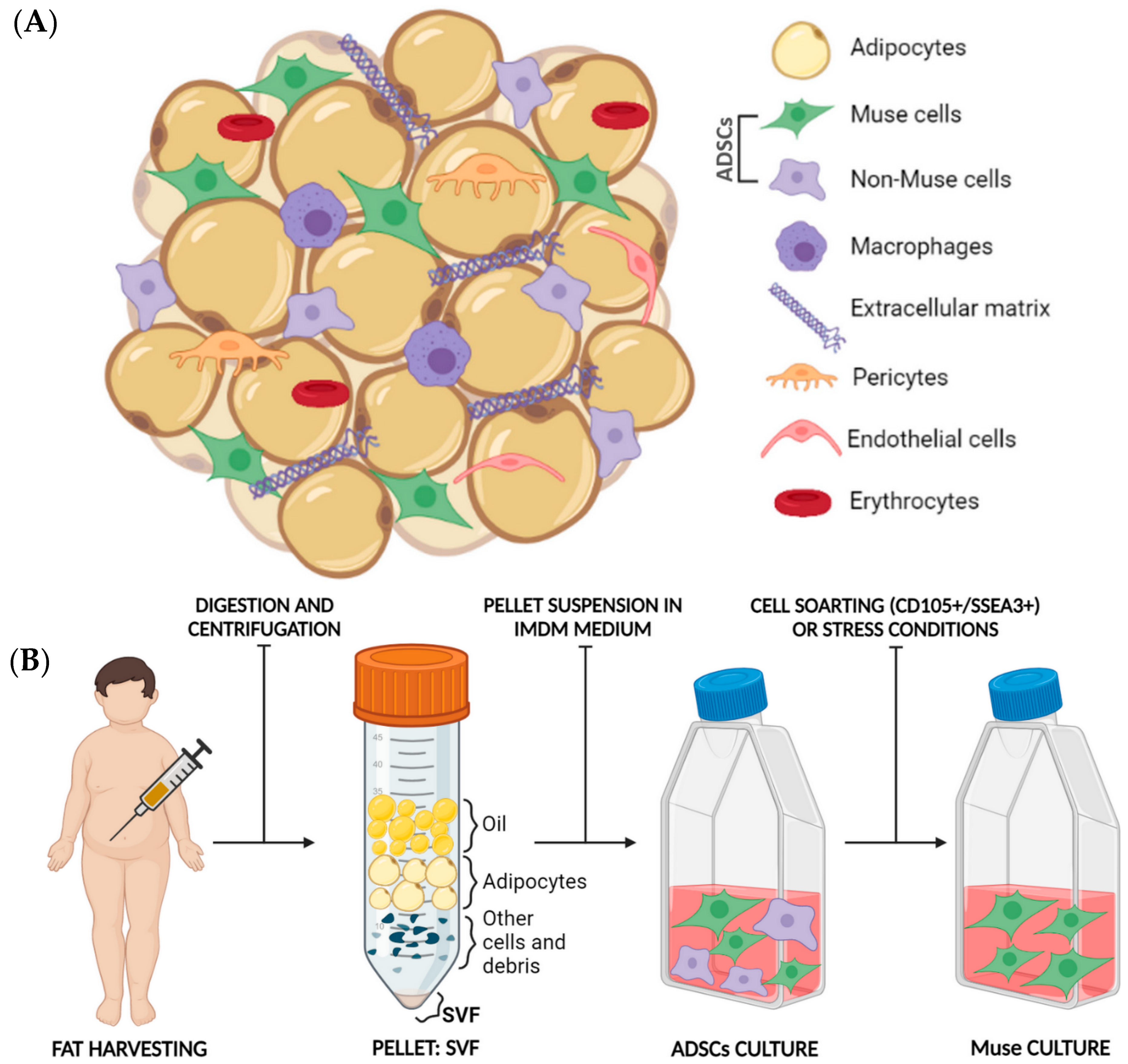 Biomedicines 11 01587 g005 Biomedicines 11 01587 g005