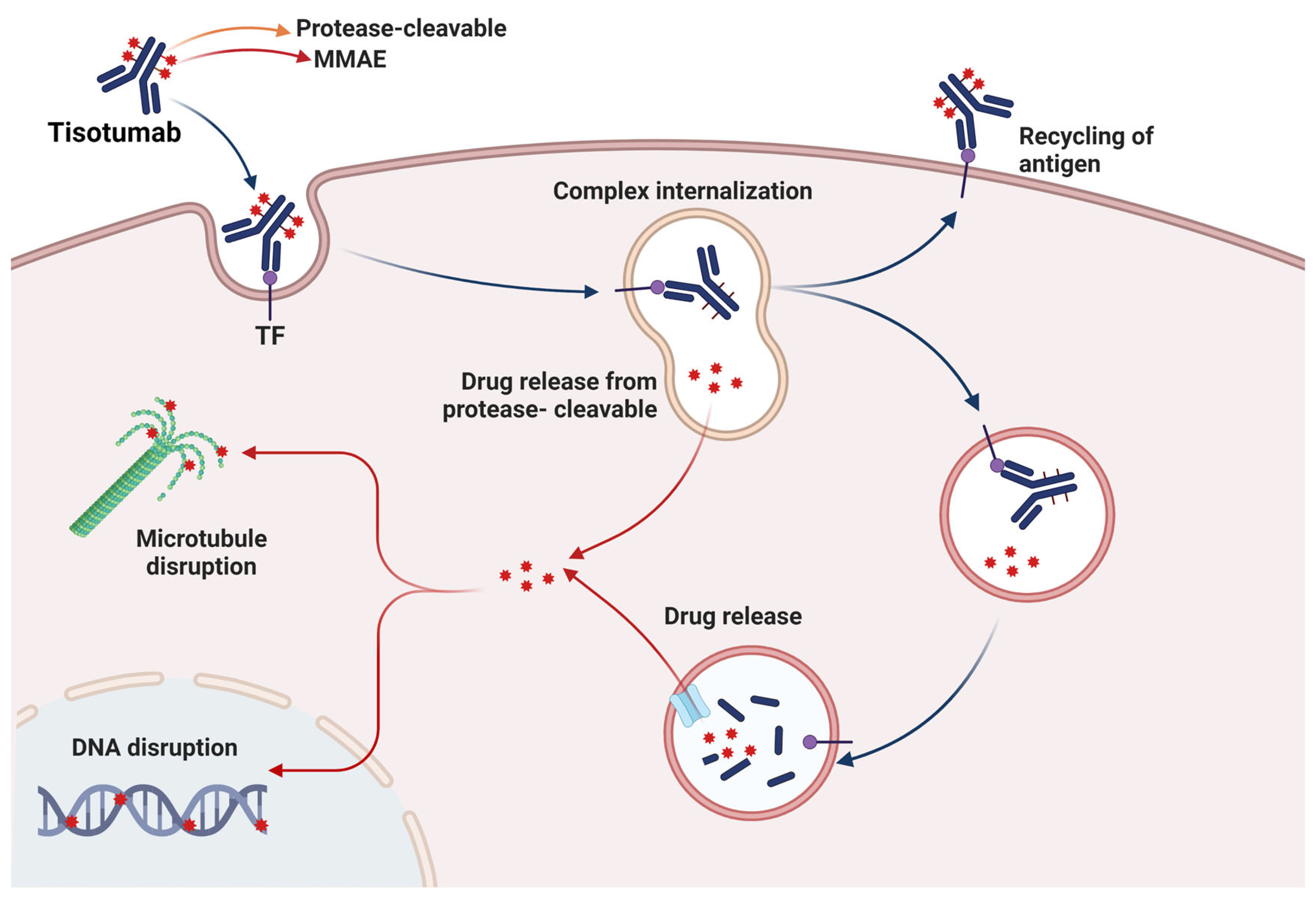 Biomedicines 11 01610 g002 Biomedicines 11 01610 g002