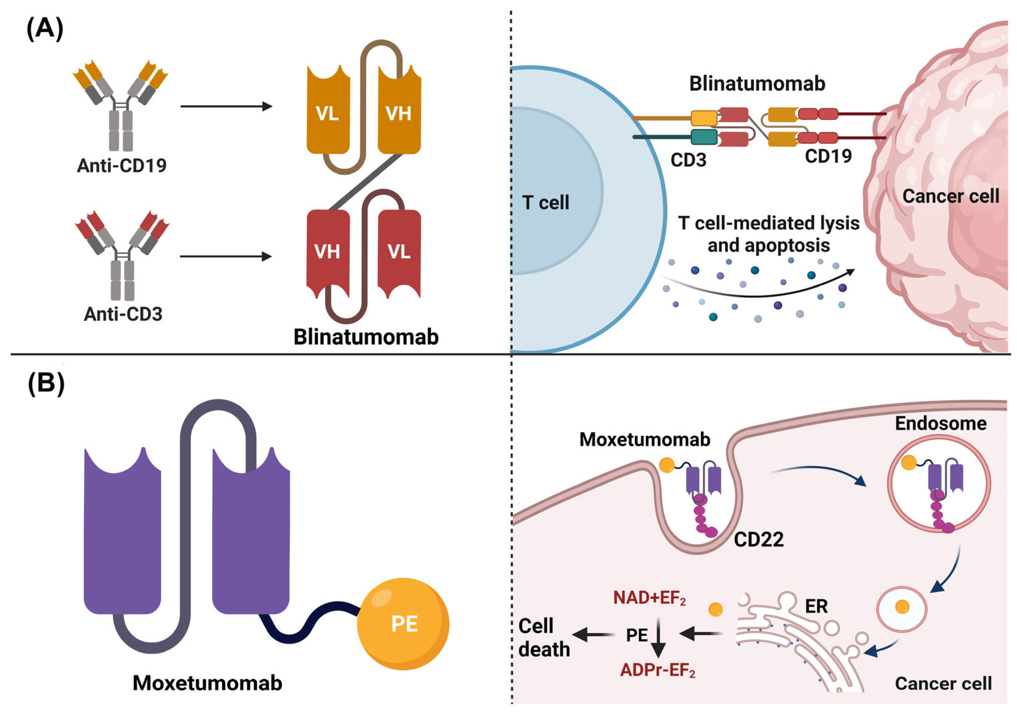 Biomedicines 11 01610 g004 Biomedicines 11 01610 g004
