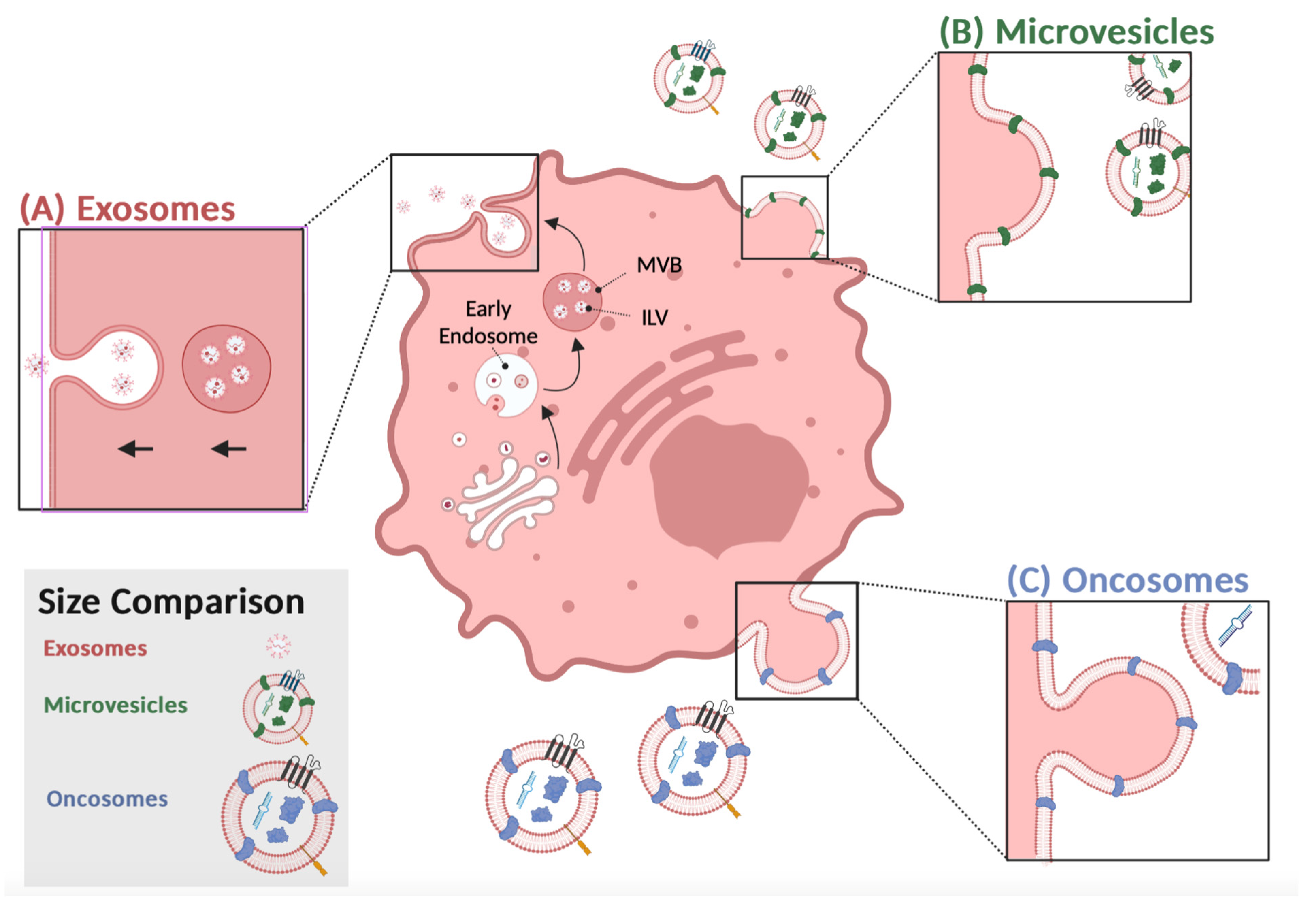 Biomedicines 11 01614 g001 550