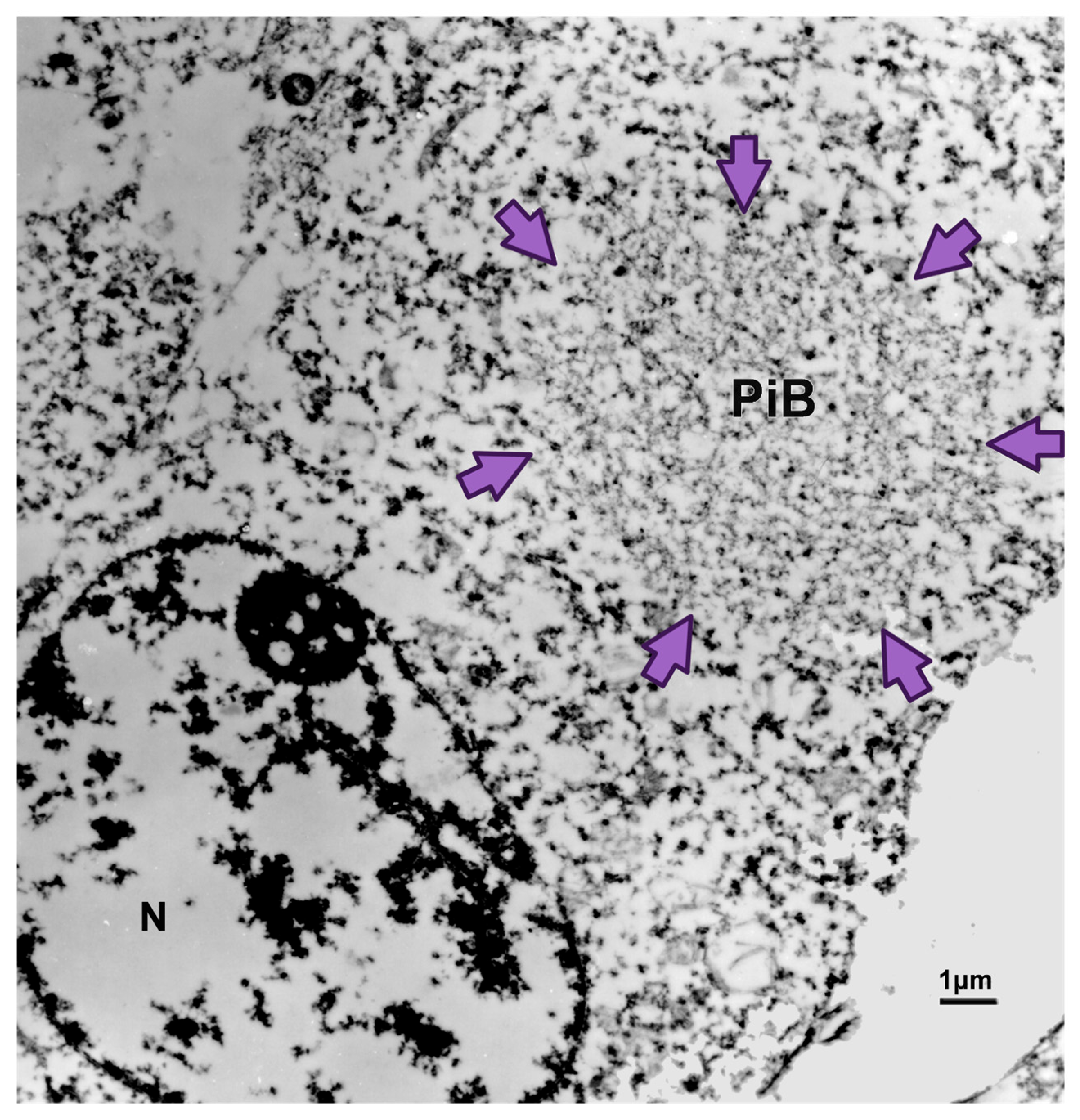 Biomedicines 11 01646 g003