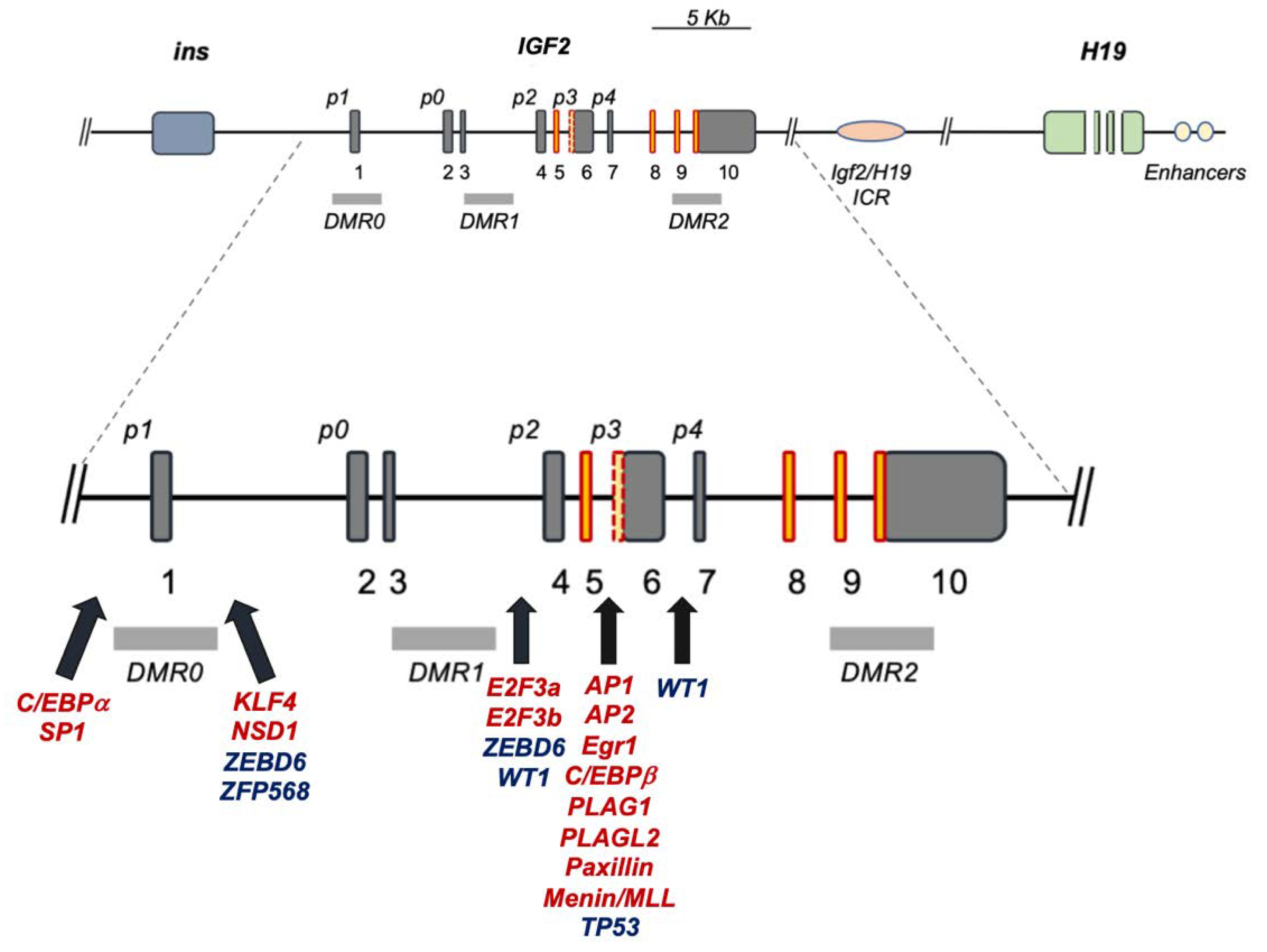 Biomedicines 11 01655 g001 Biomedicines 11 01655 g001