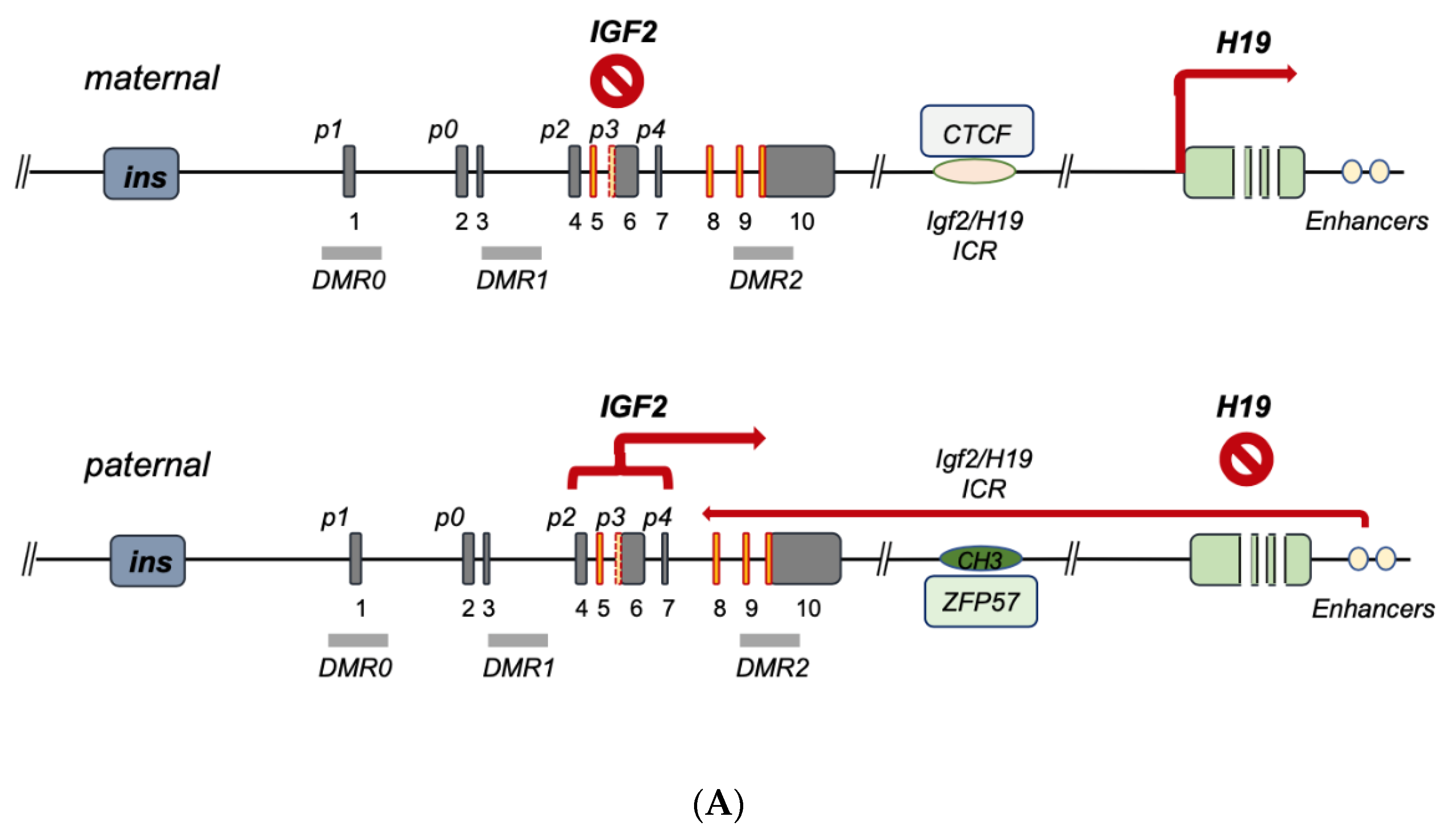 Biomedicines 11 01655 g002a Biomedicines 11 01655 g002a
