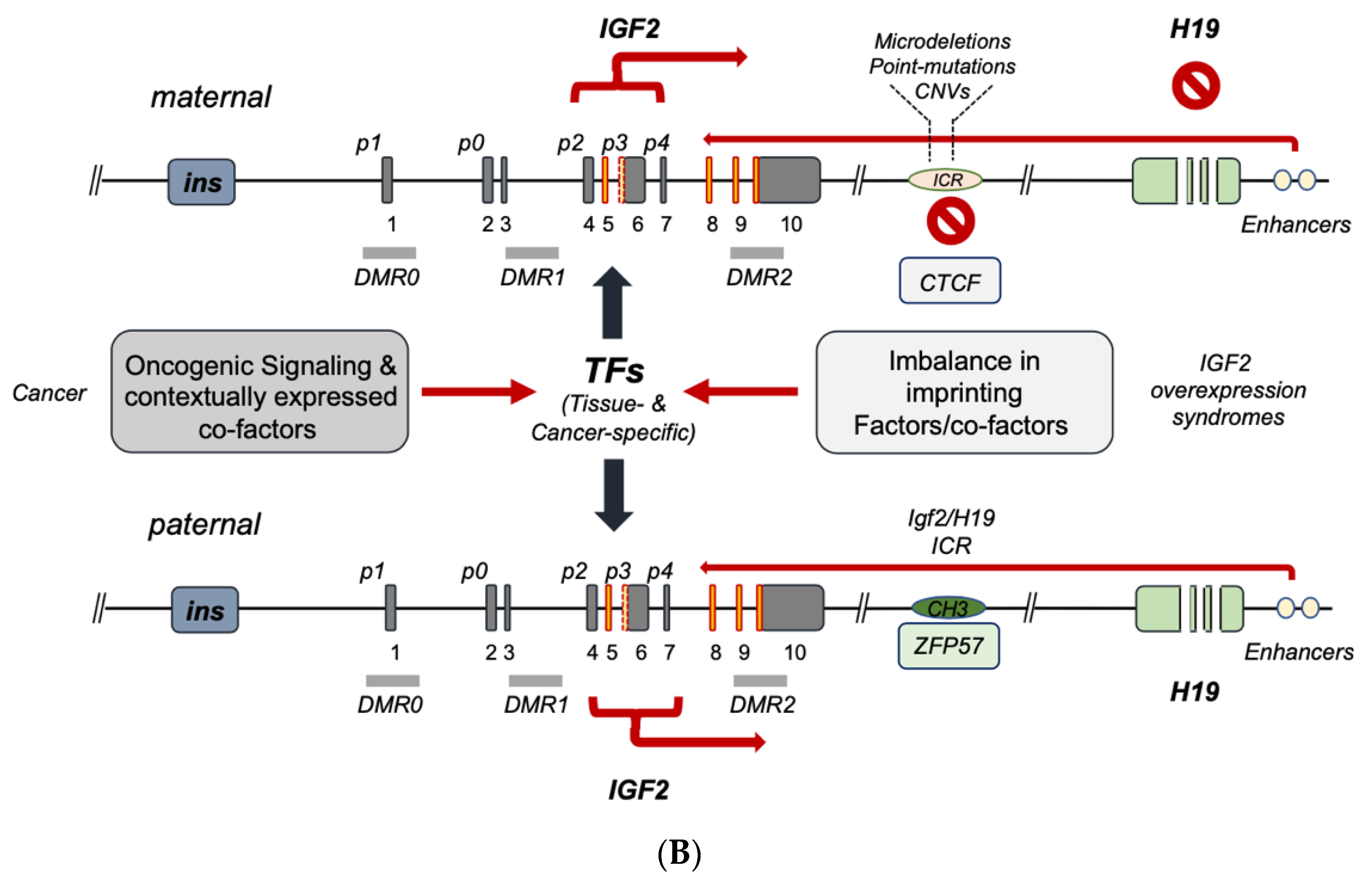 Biomedicines 11 01655 g002b Biomedicines 11 01655 g002b