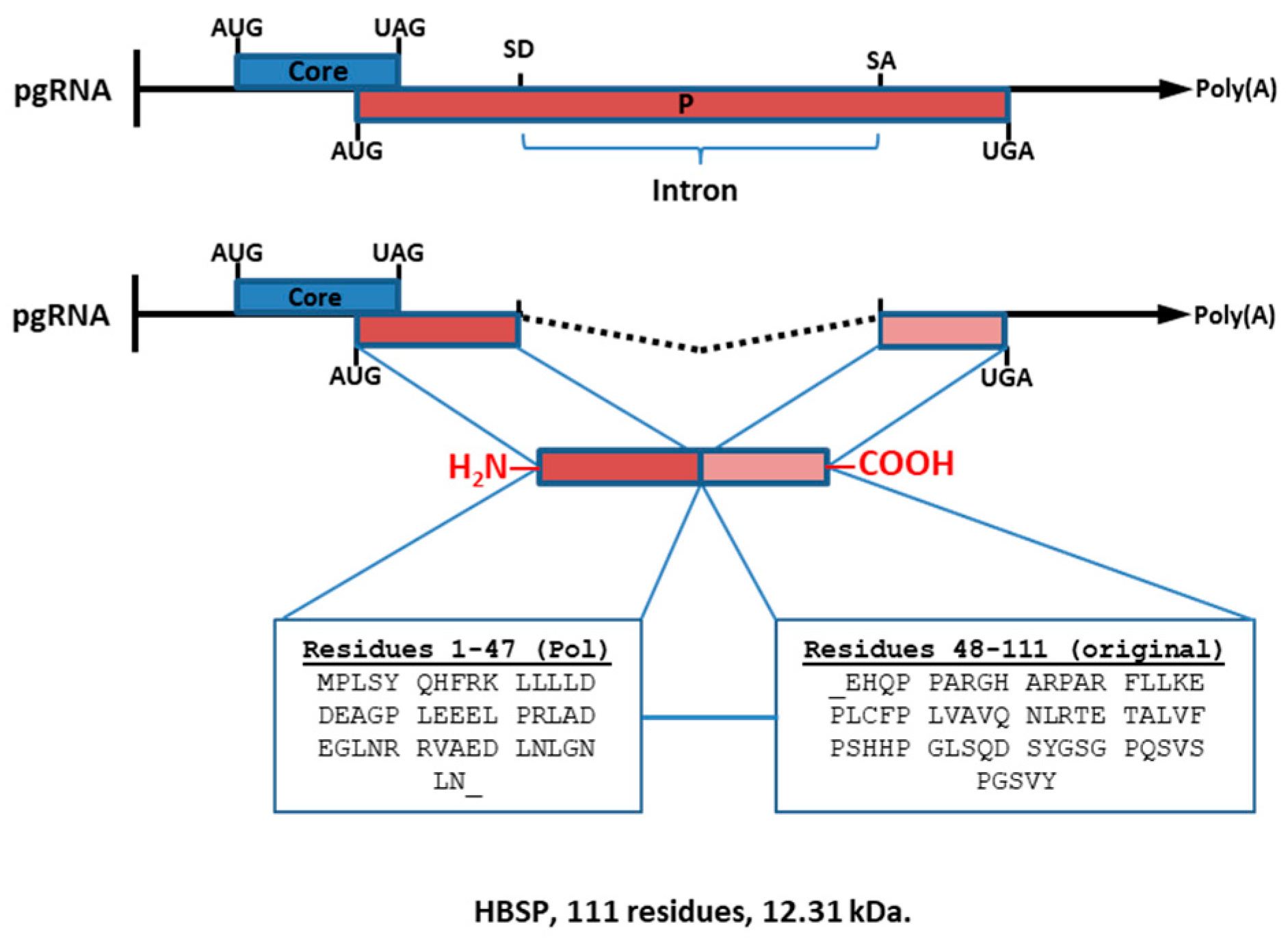 Biomedicines 11 01674 g003