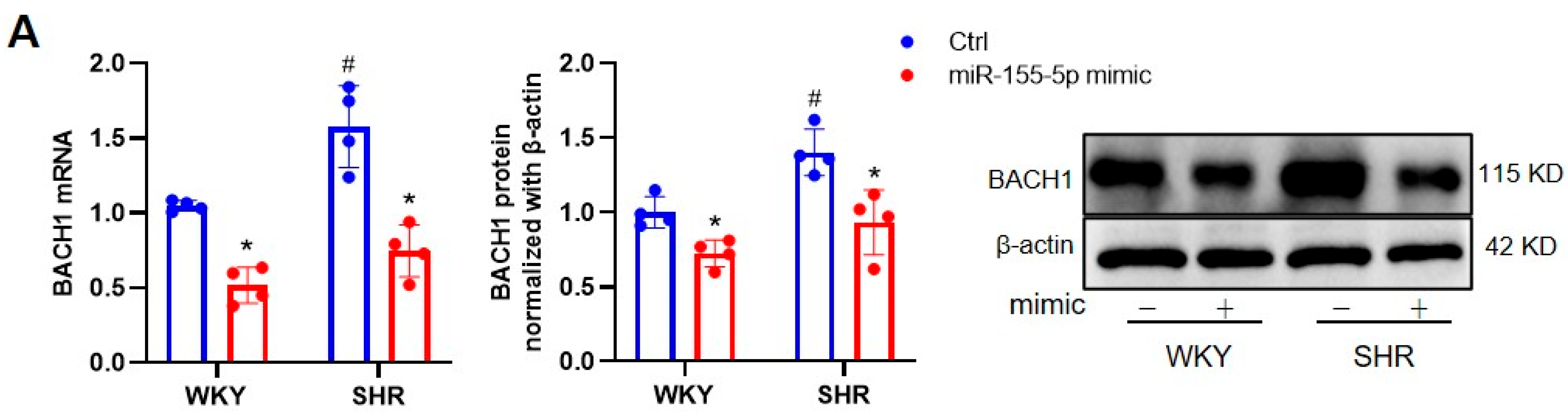 Biomedicines 11 01679 g004a Biomedicines 11 01679 g004a