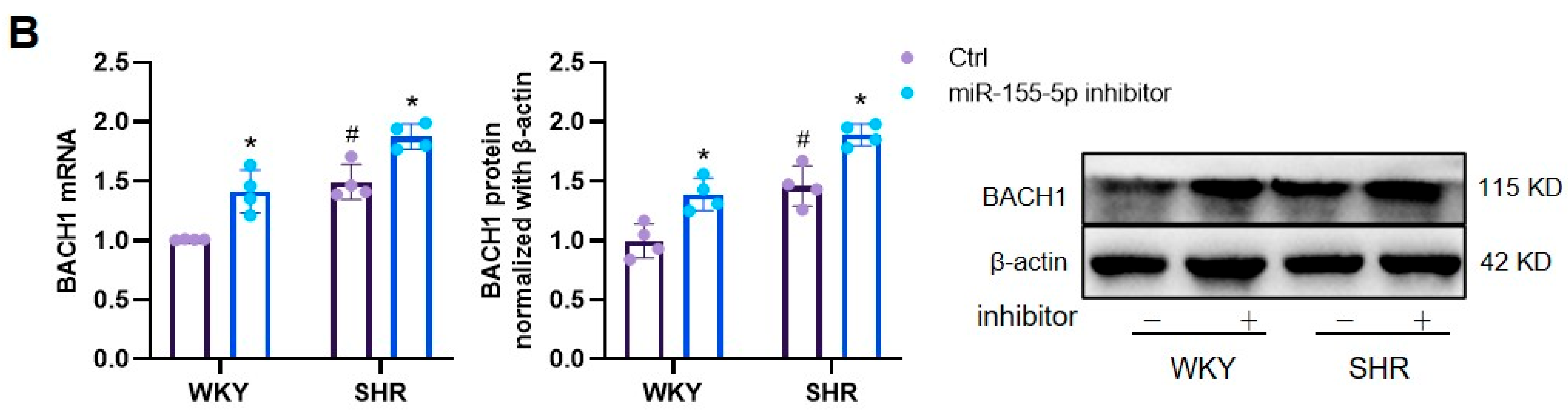 Biomedicines 11 01679 g004b Biomedicines 11 01679 g004b