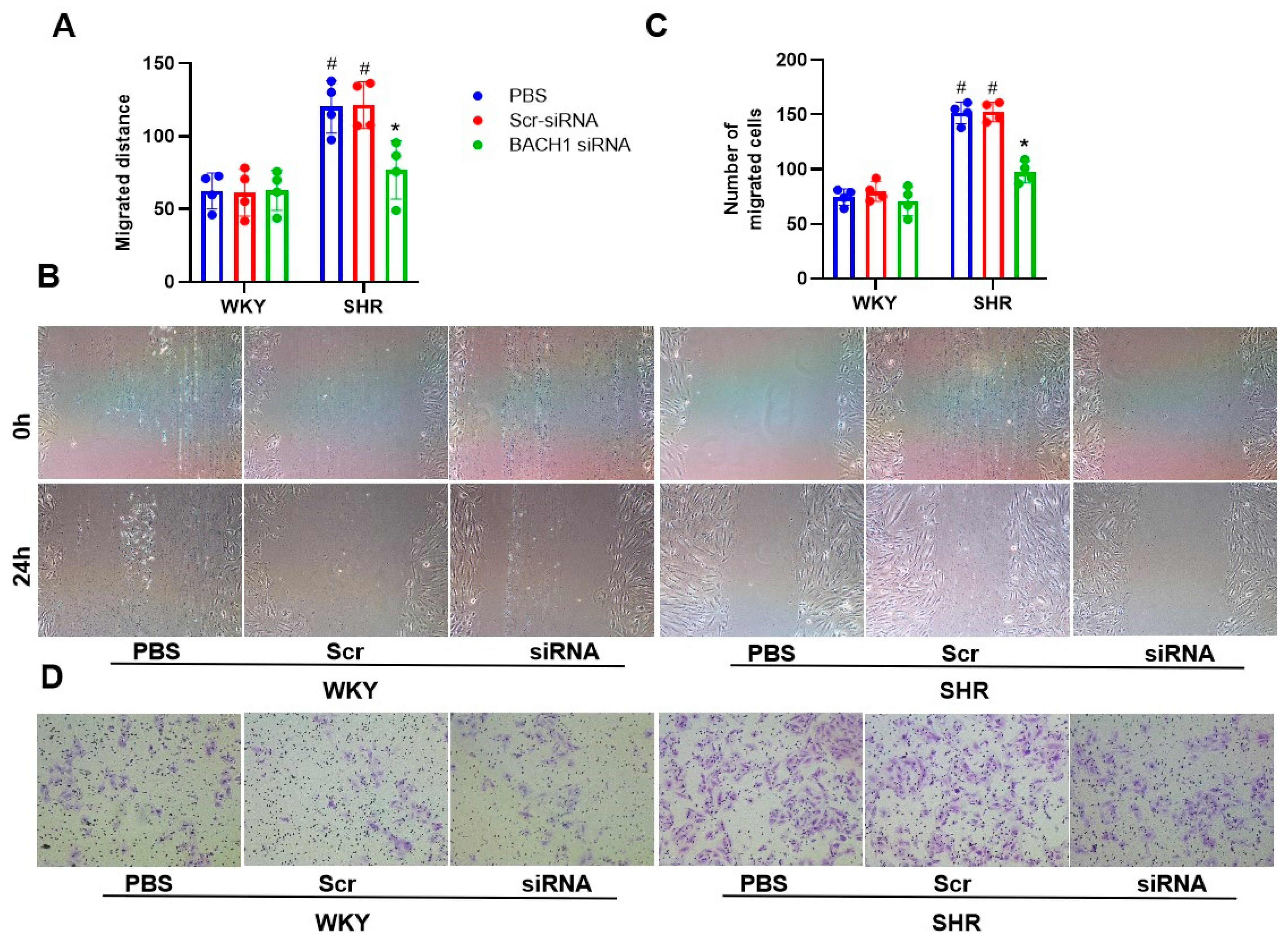 Biomedicines 11 01679 g005 Biomedicines 11 01679 g005