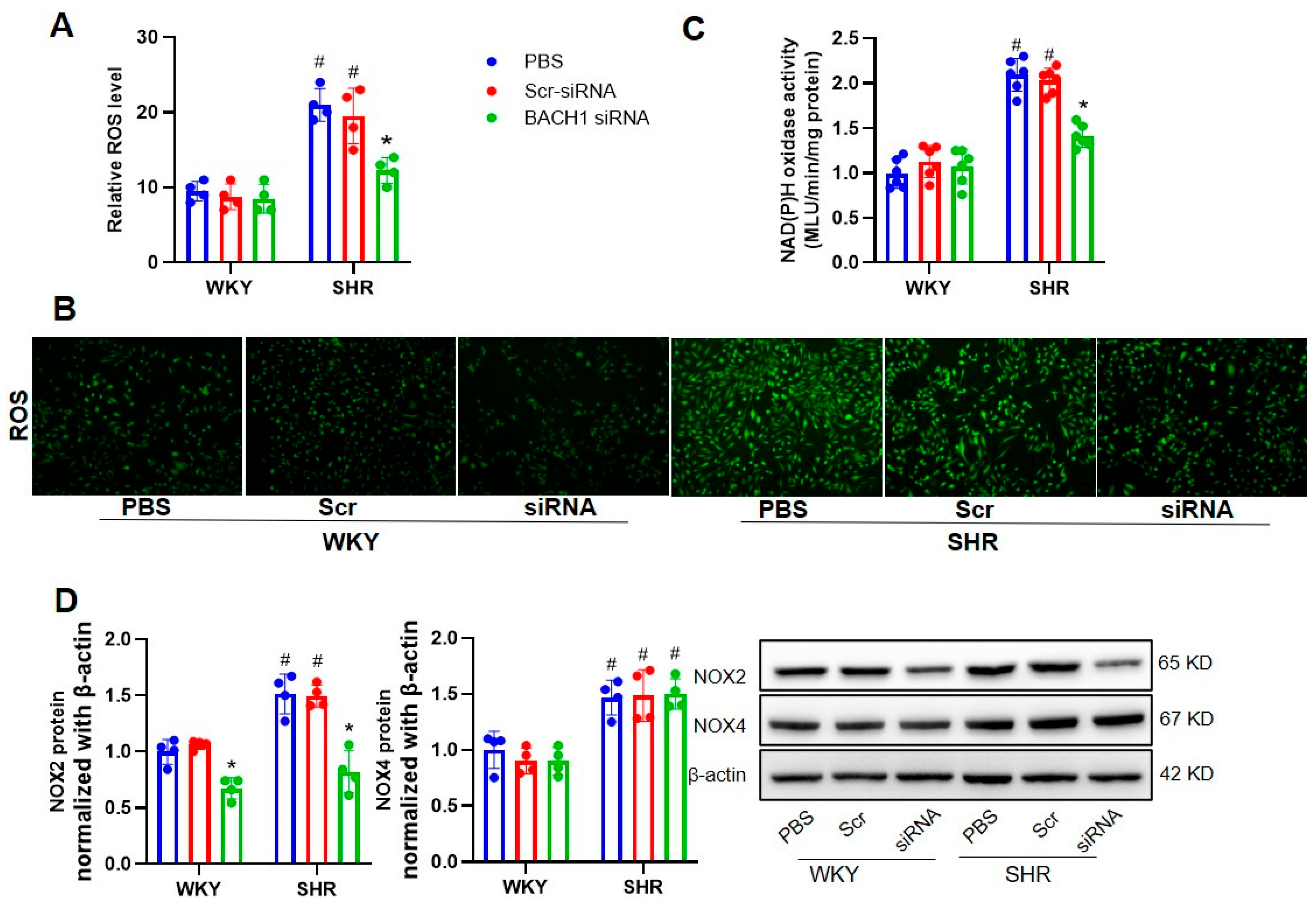 Biomedicines 11 01679 g006 Biomedicines 11 01679 g006