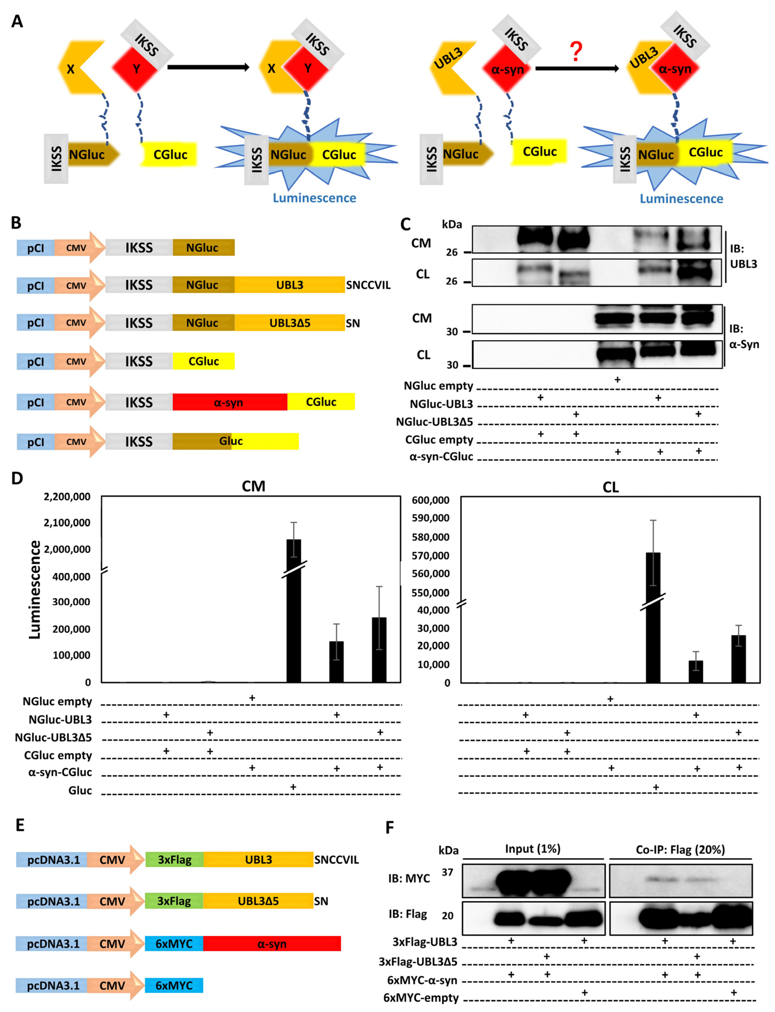 UBL3 Interacts with Alpha-Synuclein in Cells and the