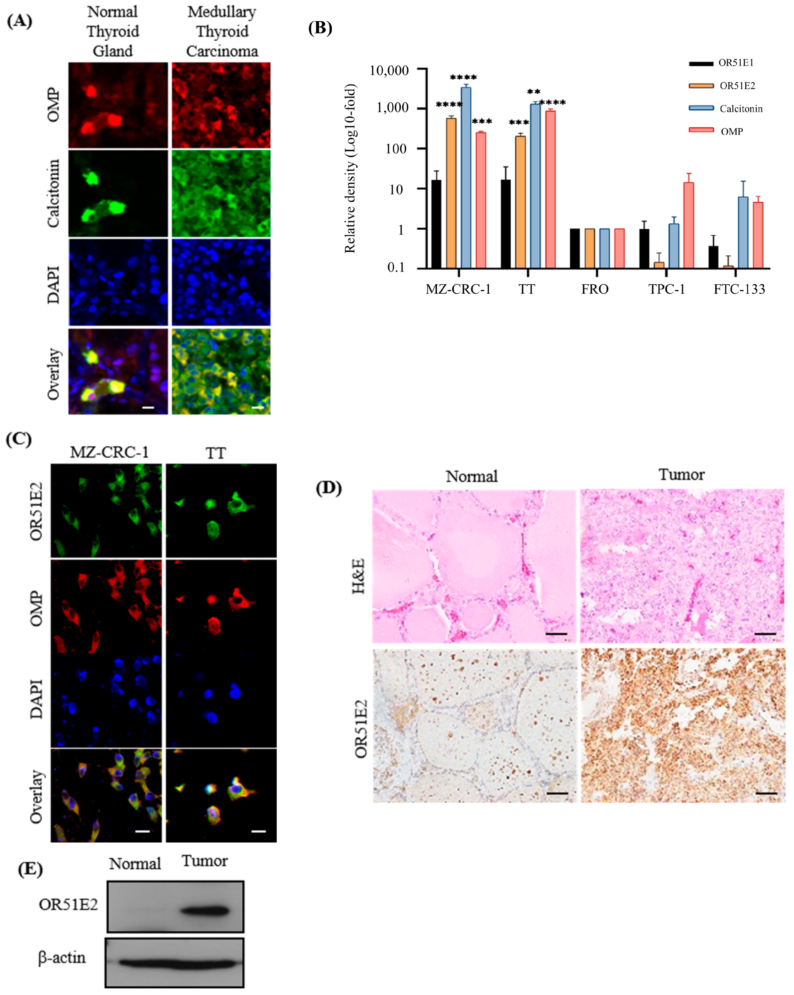 Biomedicines 11 01688 g001