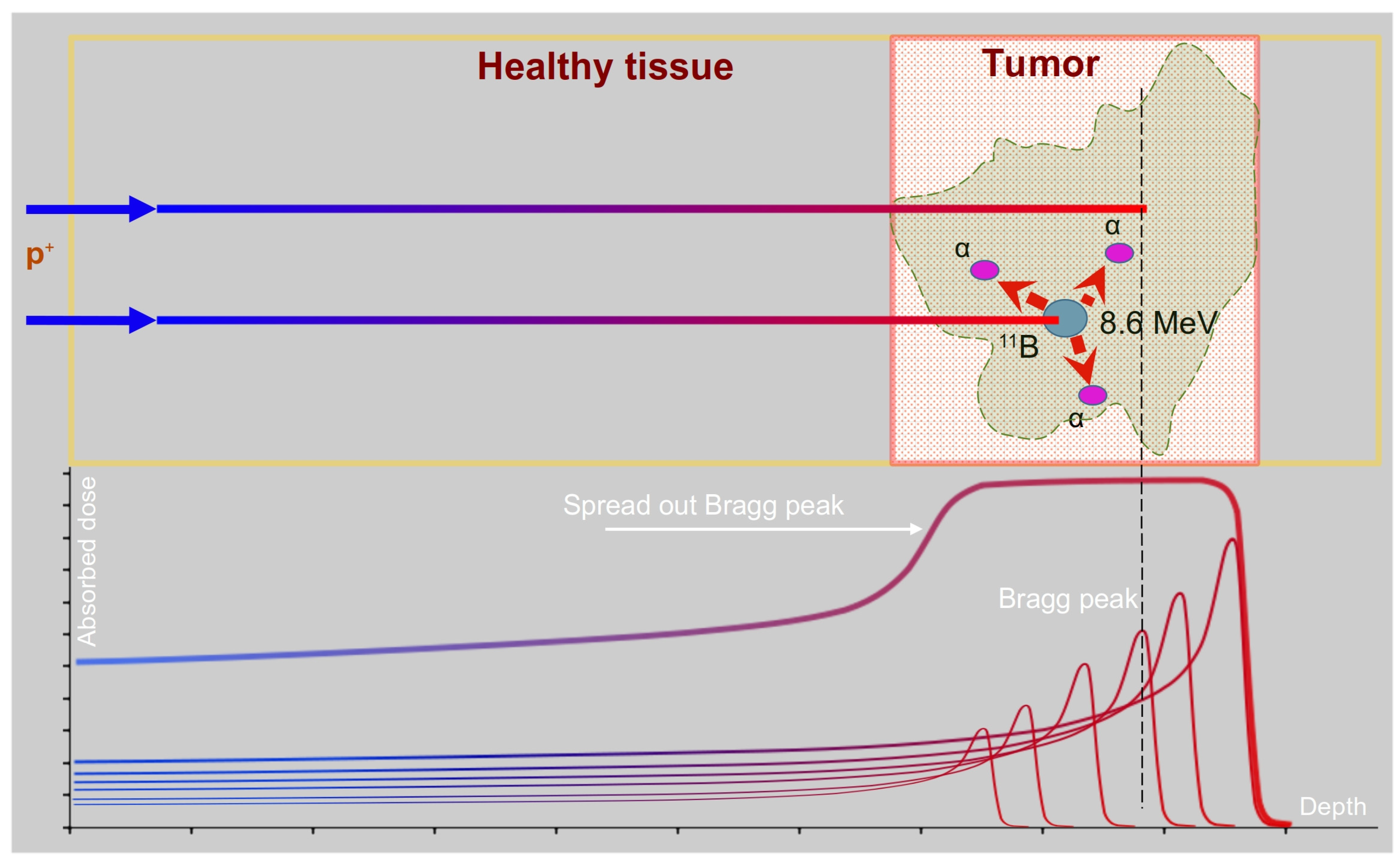 Biomedicines 11 01727 g001 Biomedicines 11 01727 g001
