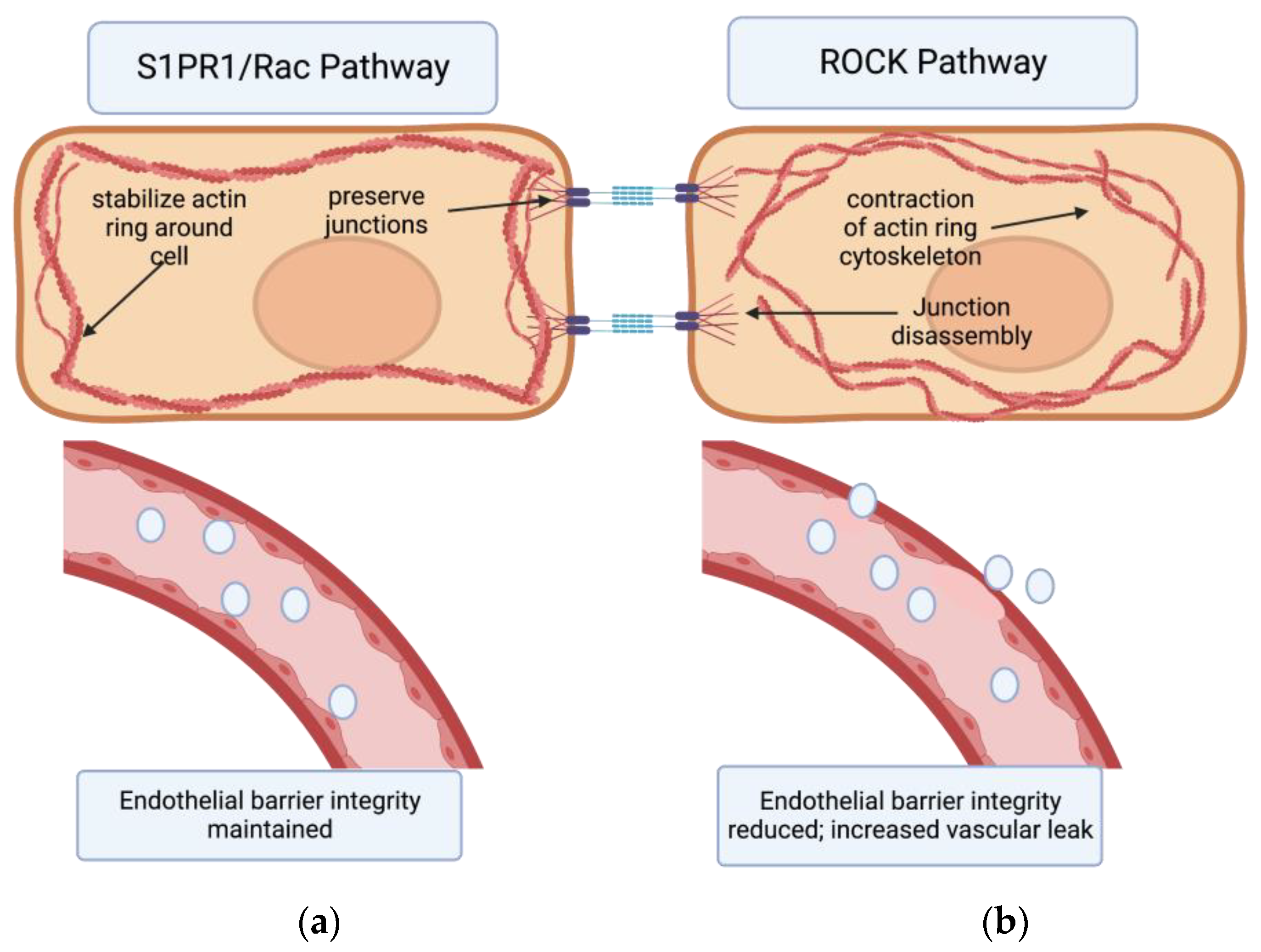 Biomedicines 11 01728 g001 Biomedicines 11 01728 g001