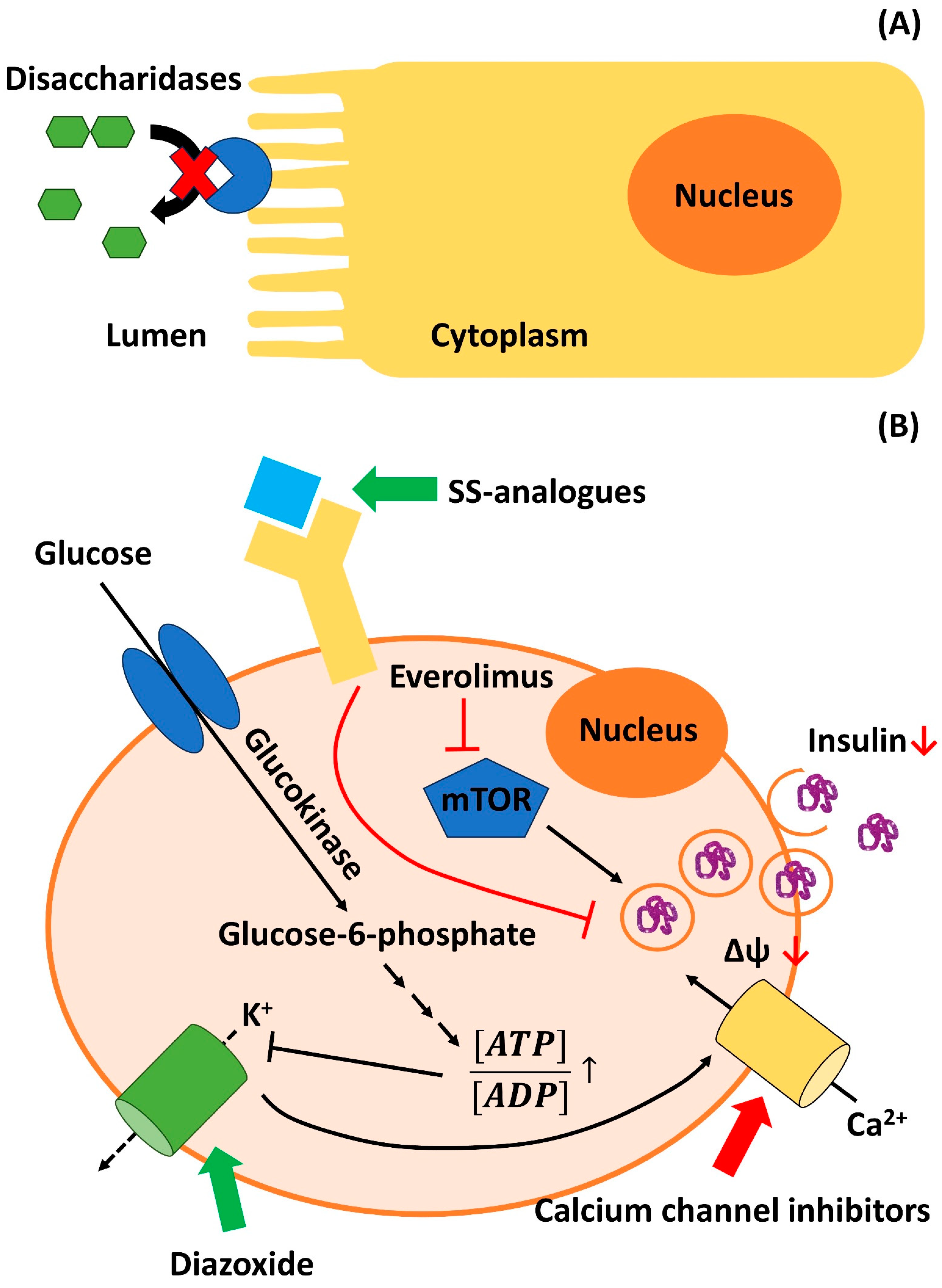 Biomedicines 11 01732 g002 Biomedicines 11 01732 g002