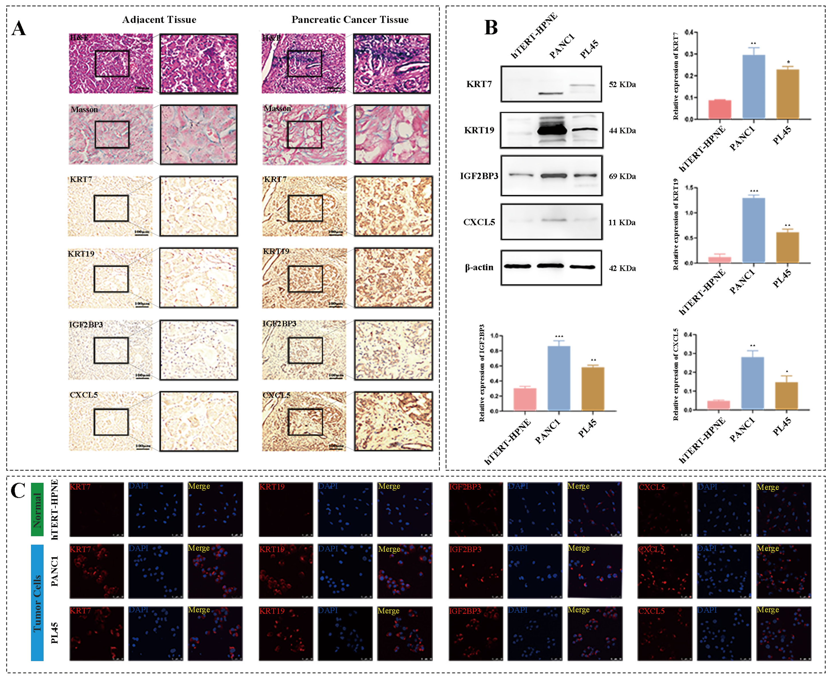 Biomedicines 11 01738 g007 Biomedicines 11 01738 g007