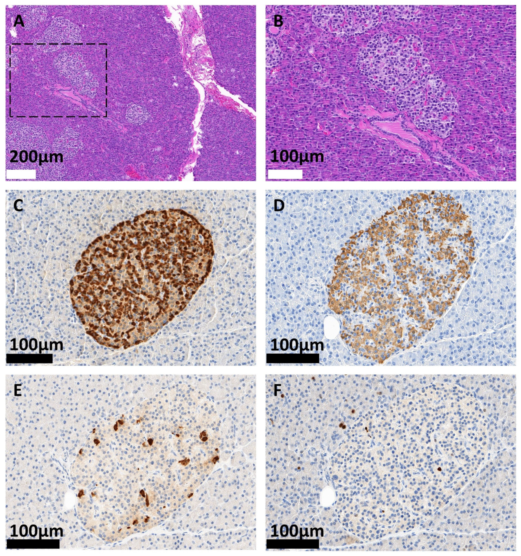 Biomedicines 11 01741 g001 Biomedicines 11 01741 g001