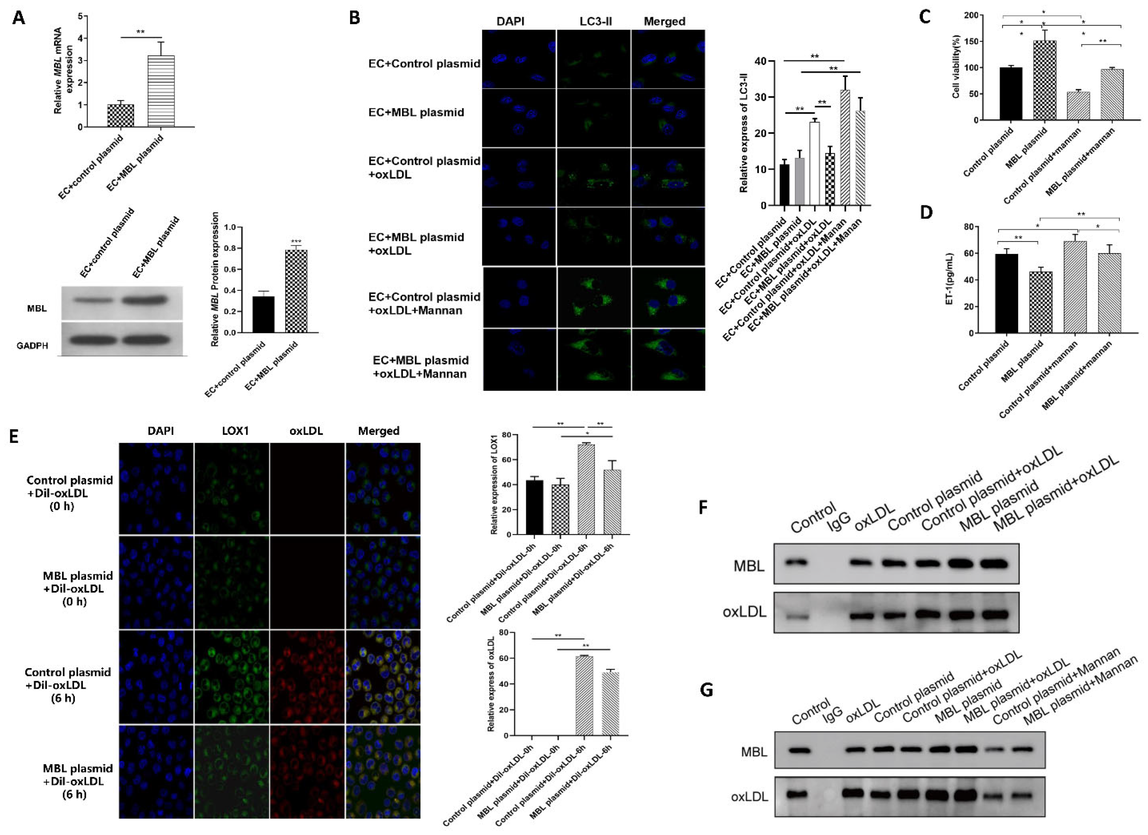 Biomedicines 11 01743 g004
