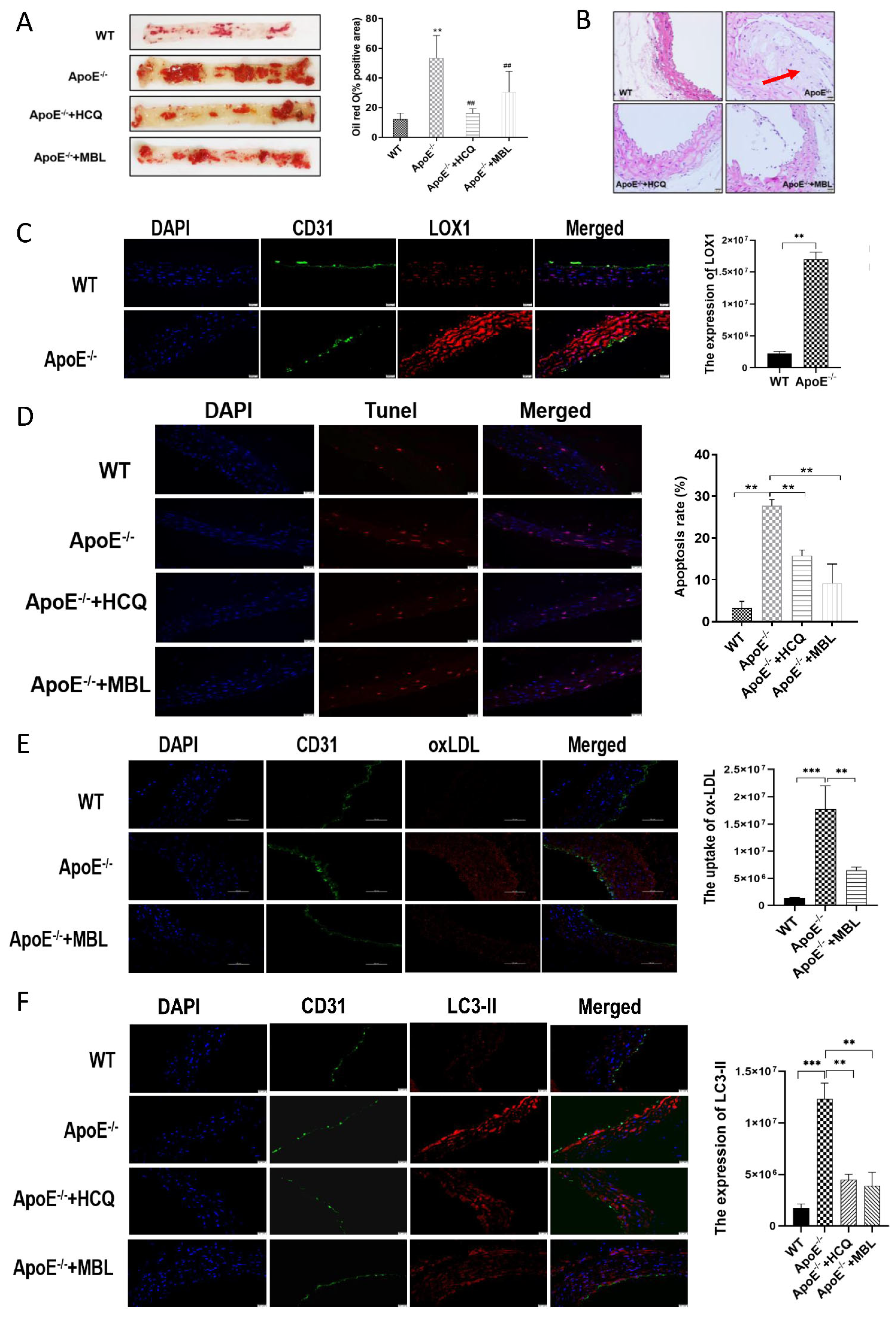 Biomedicines 11 01743 g005