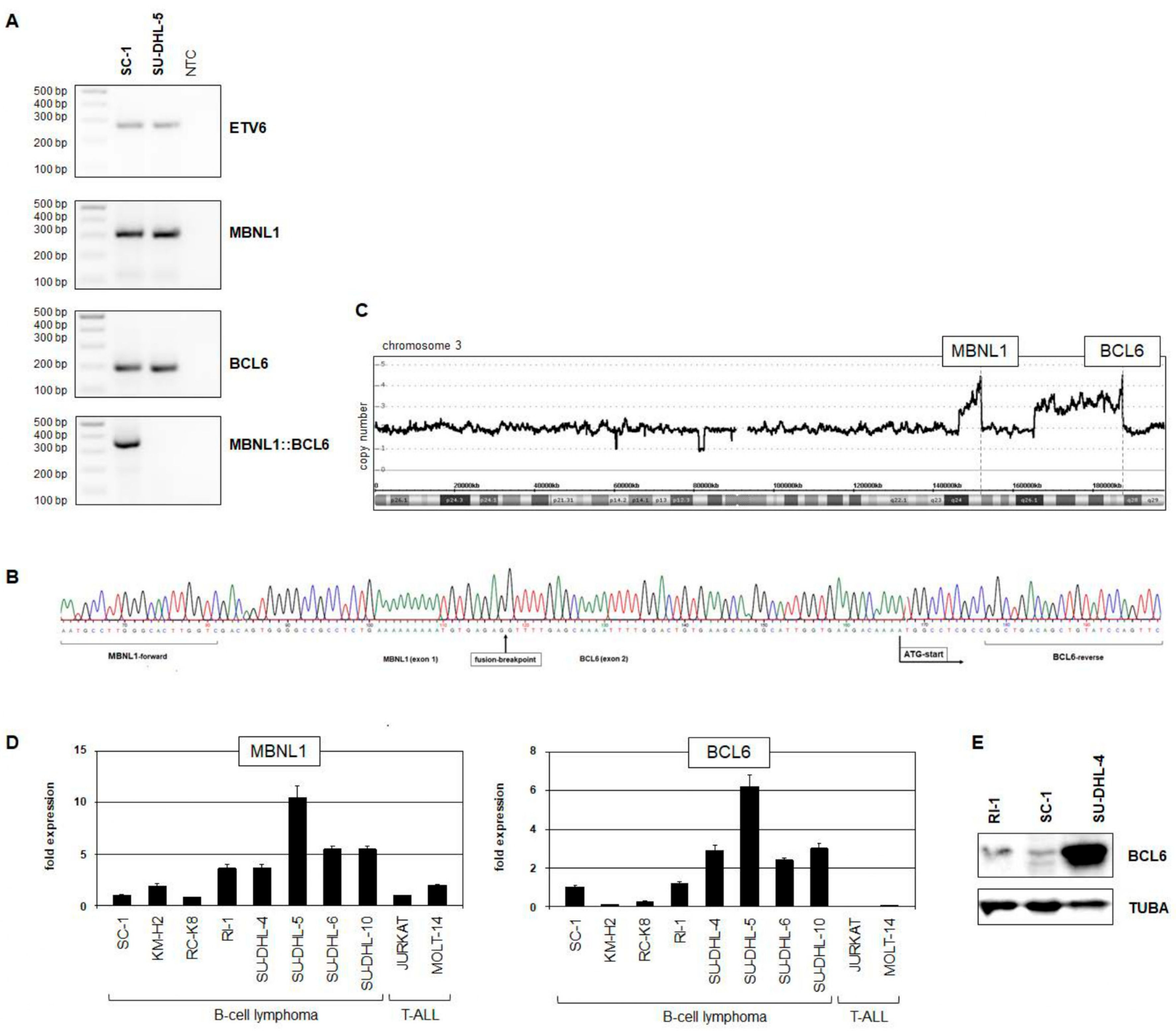 Biomedicines 11 01758 g003 Biomedicines 11 01758 g003