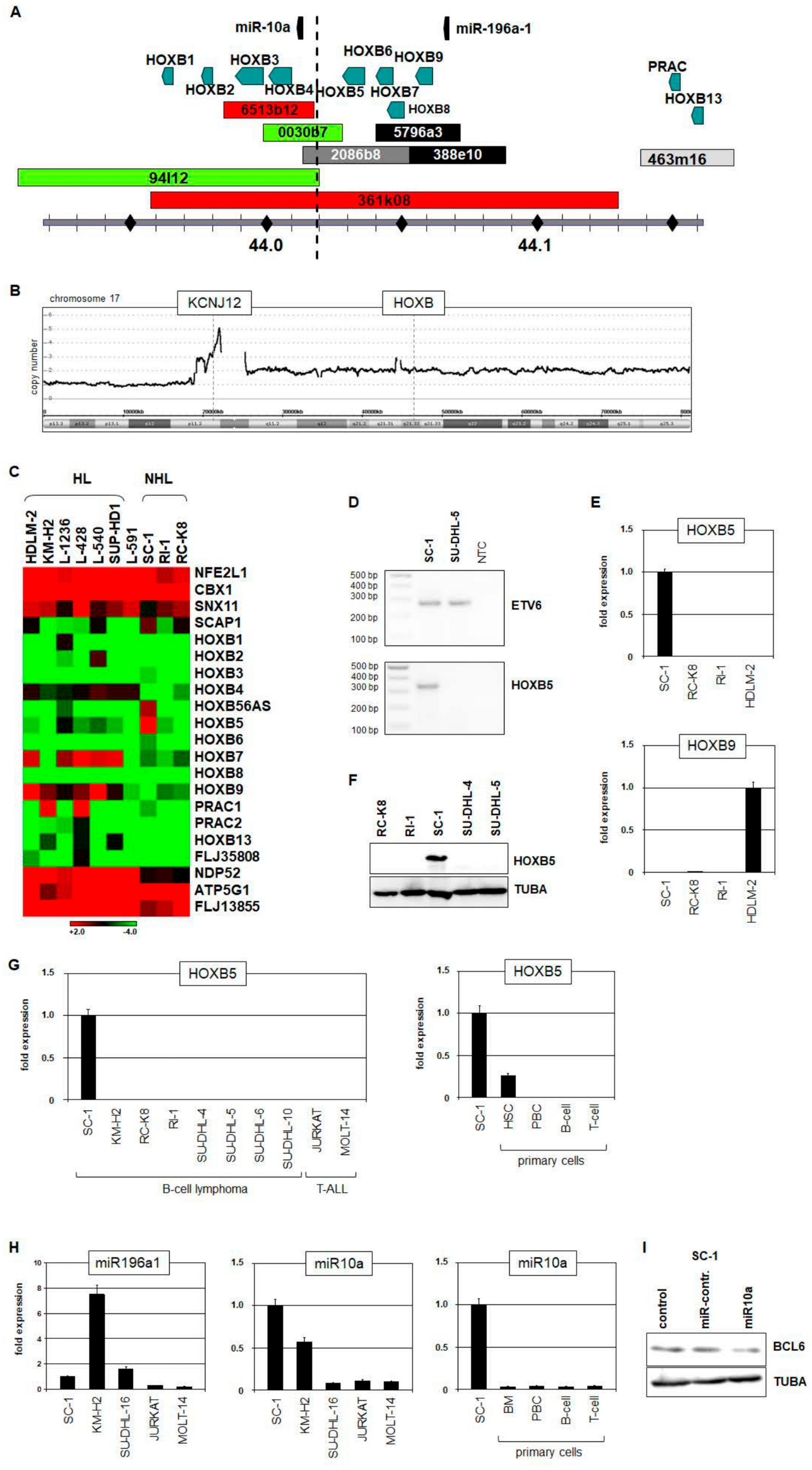 Biomedicines 11 01758 g004 Biomedicines 11 01758 g004