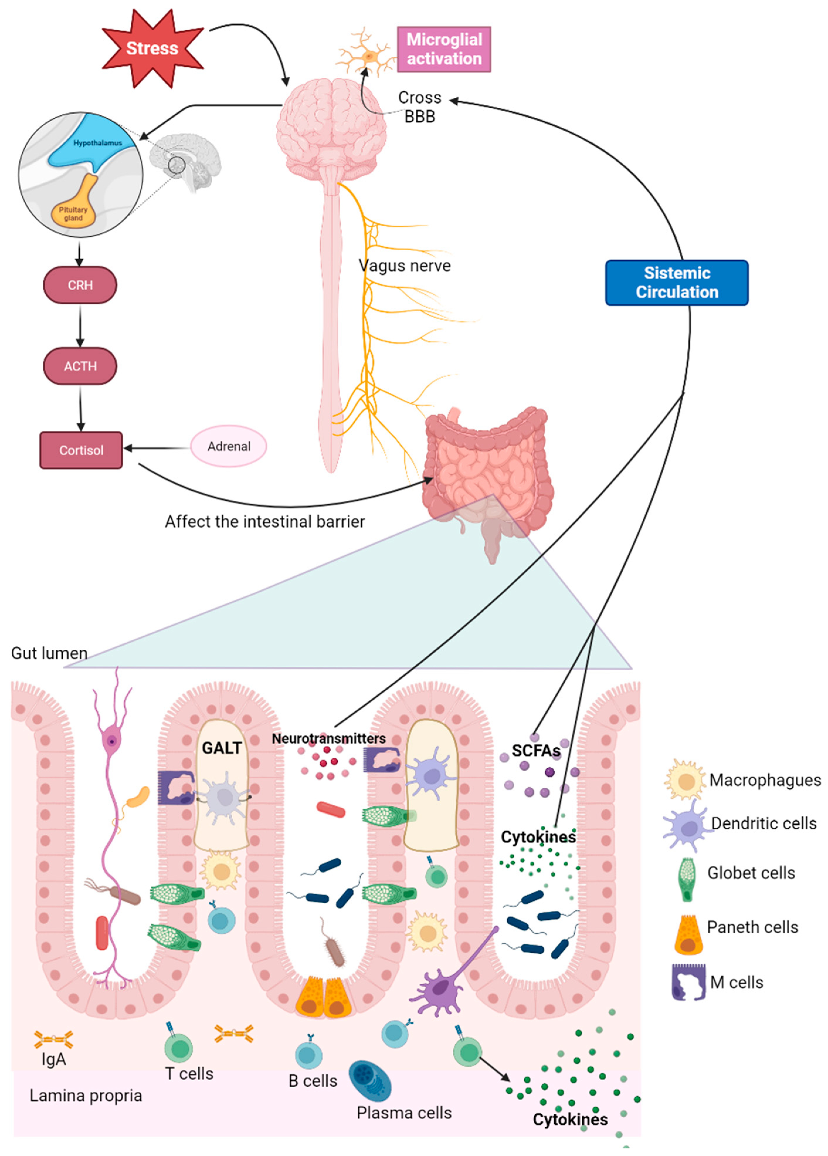 Biomedicines 11 01770 g001