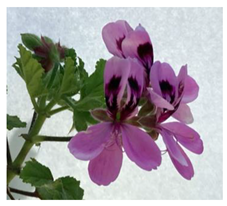 Biomedicines 11 01778 i014 Biomedicines 11 01778 i014