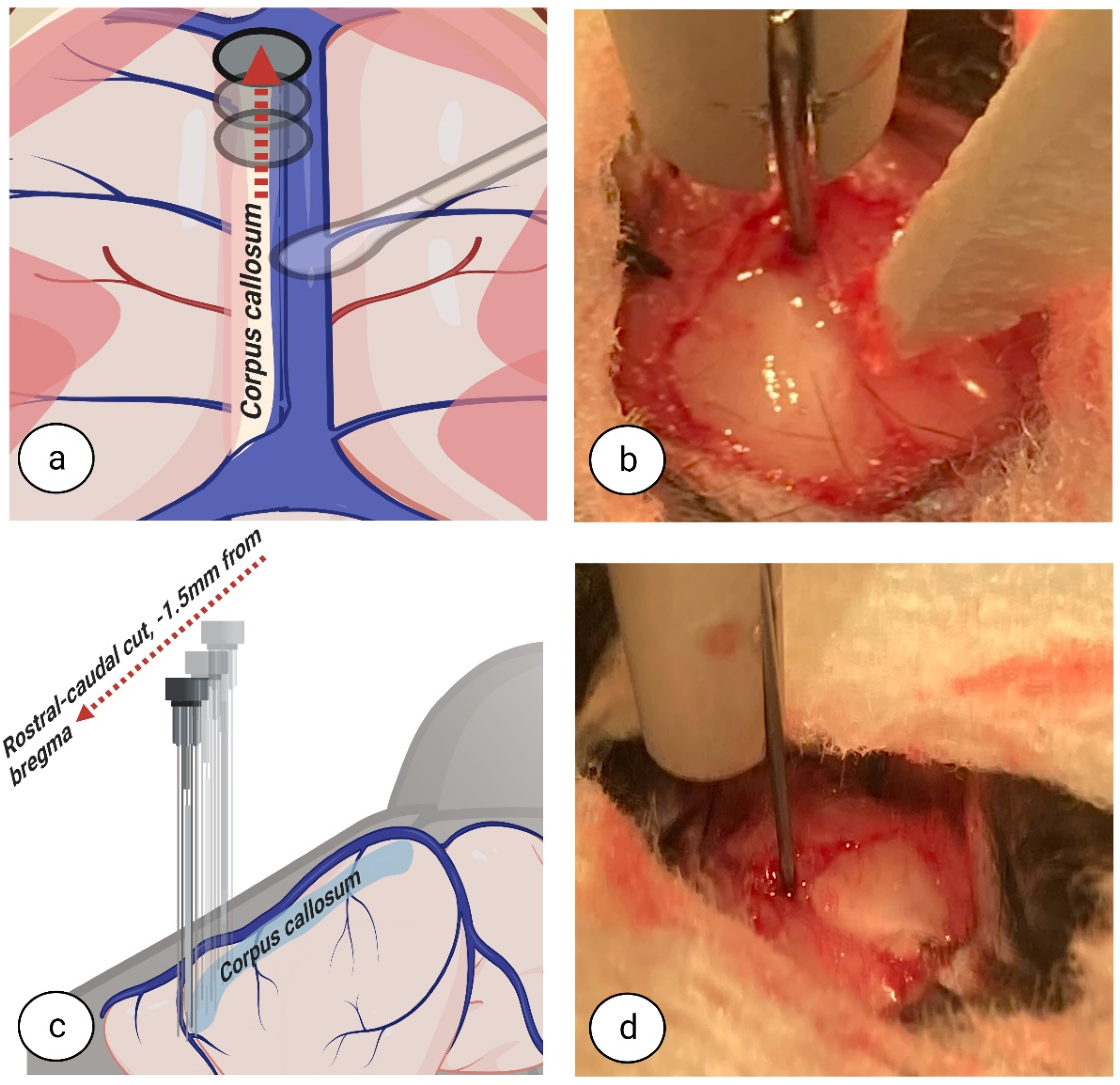 Biomedicines 11 01782 g005