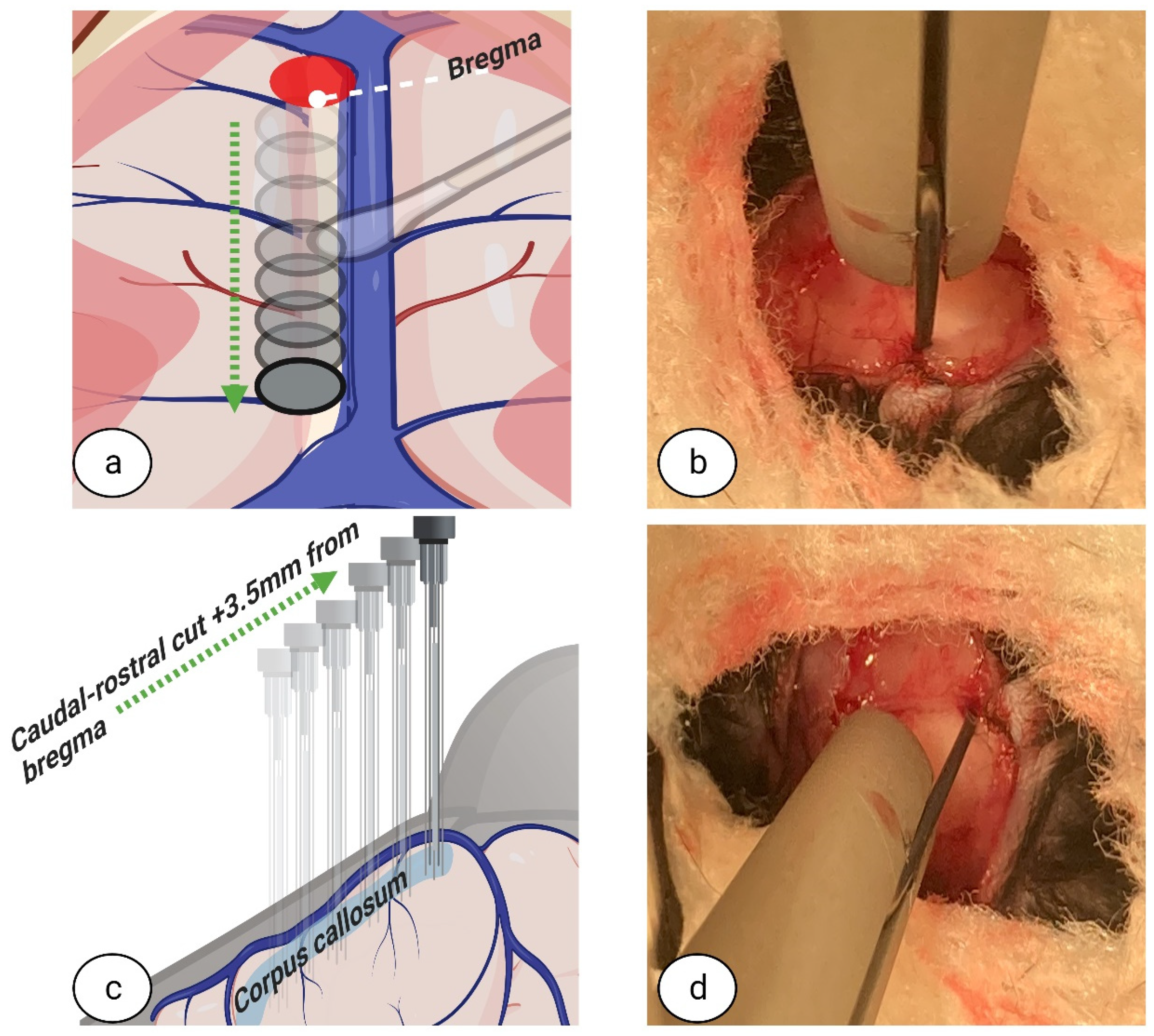 Biomedicines 11 01782 g006