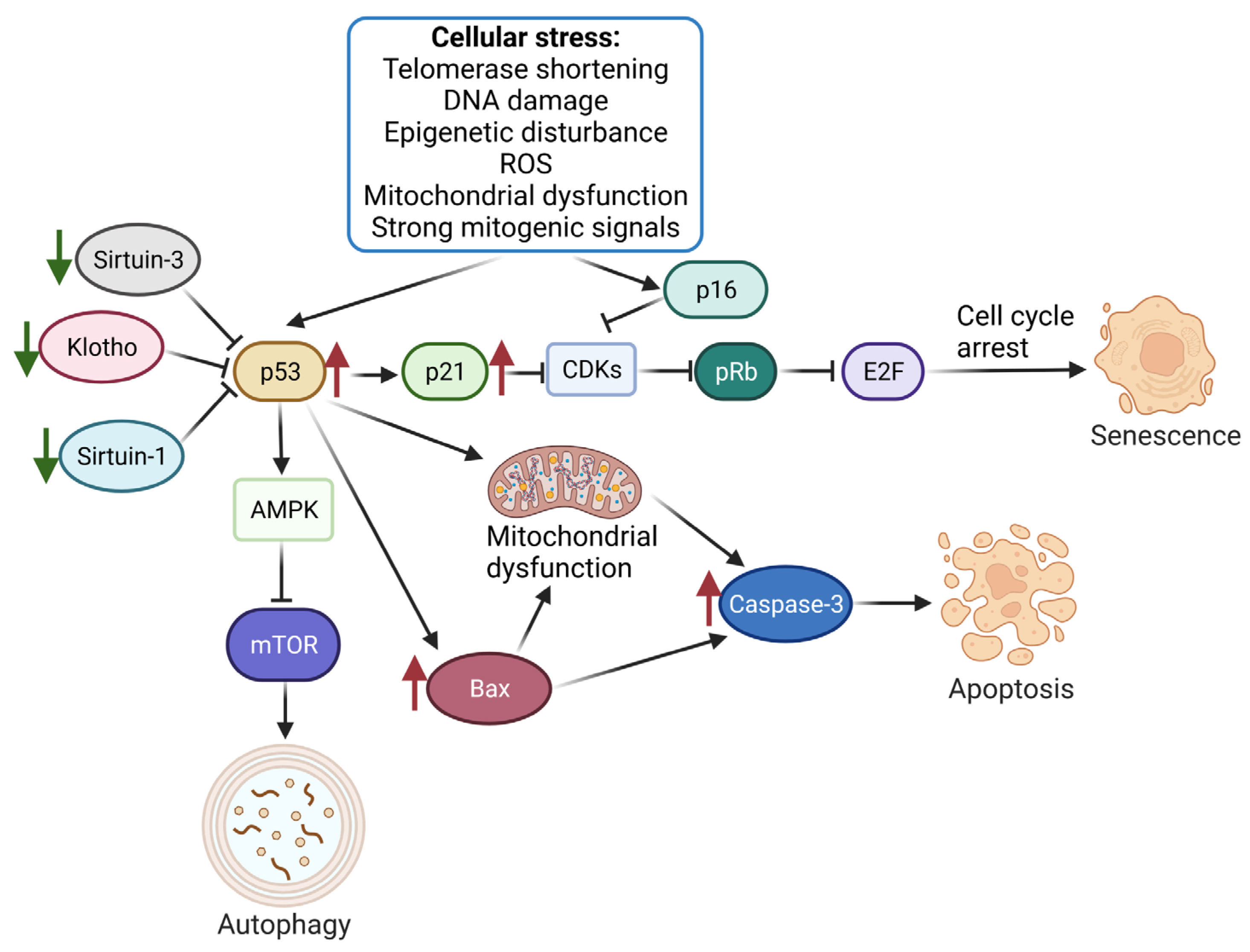 Biomedicines 11 01785 g002 Biomedicines 11 01785 g002