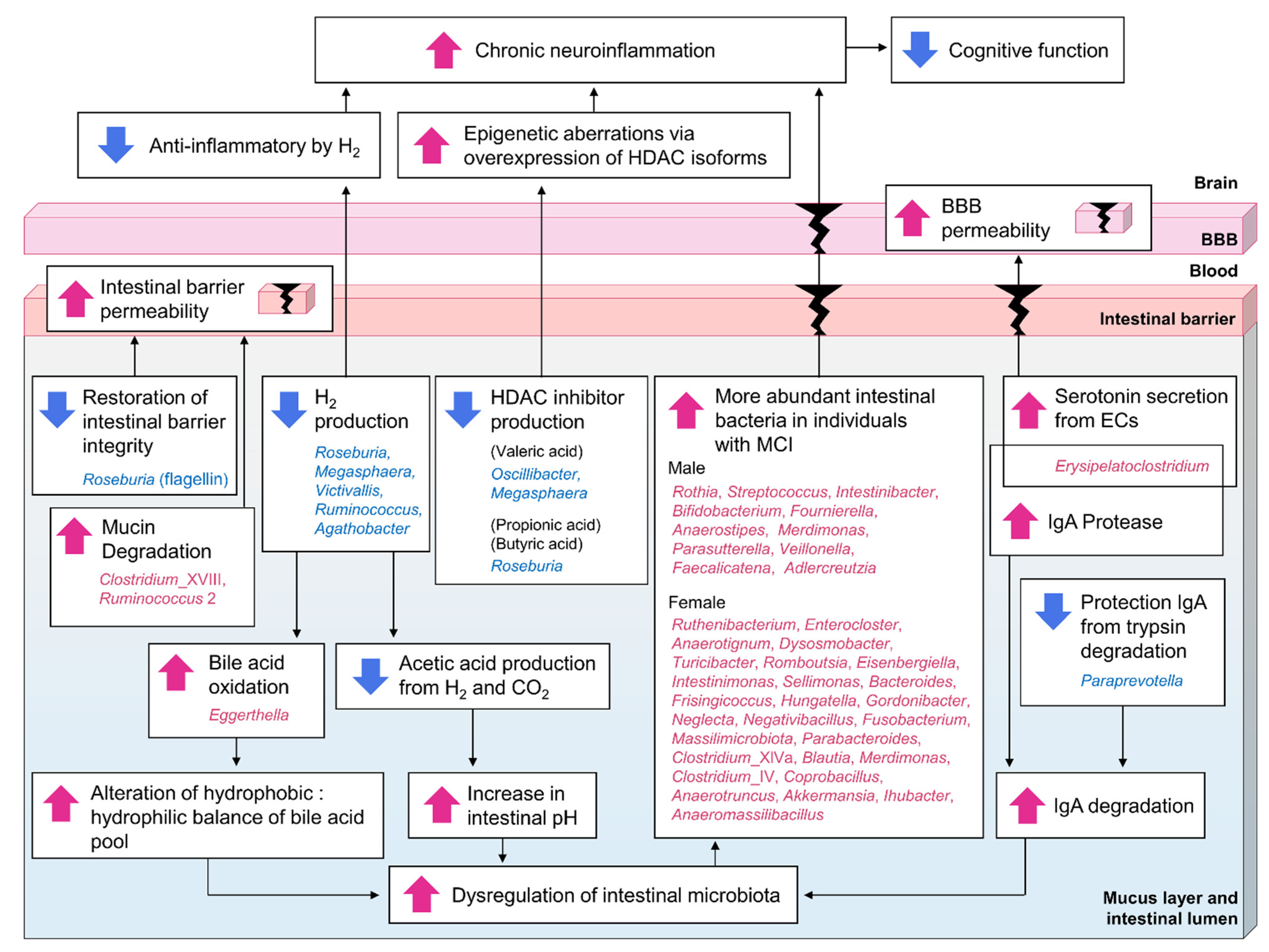 Biomedicines 11 01789 g006 Biomedicines 11 01789 g006