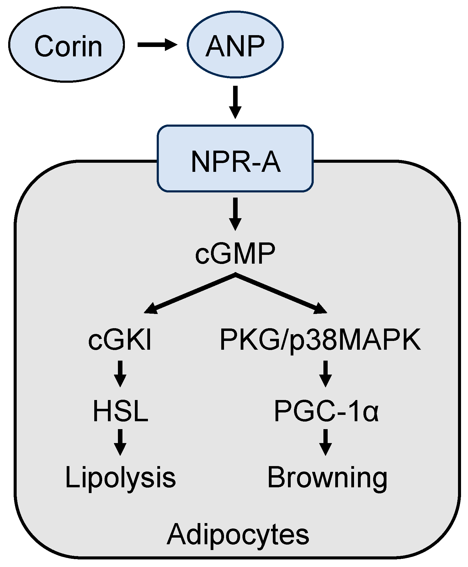 Biomedicines 11 01794 g004 Biomedicines 11 01794 g004