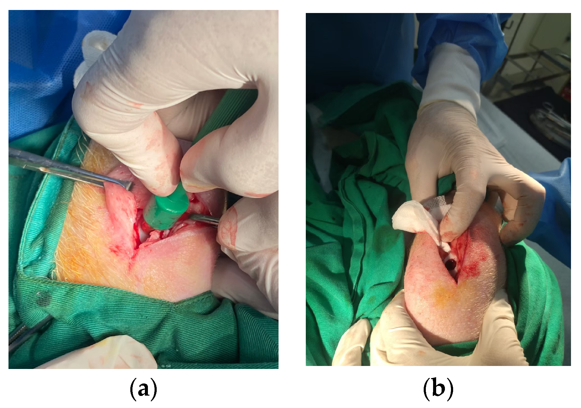 Biomedicines 11 01810 g003 Biomedicines 11 01810 g003