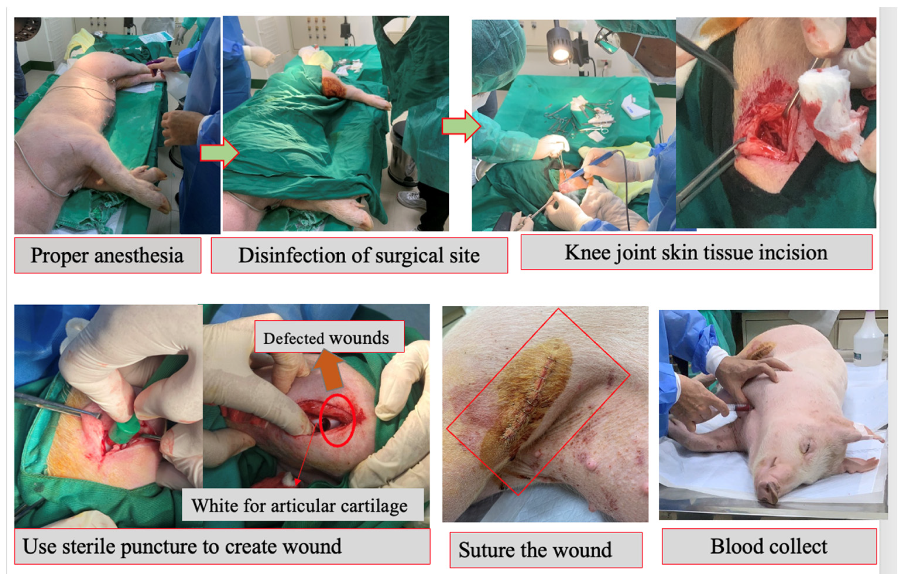 Biomedicines 11 01810 g005 Biomedicines 11 01810 g005