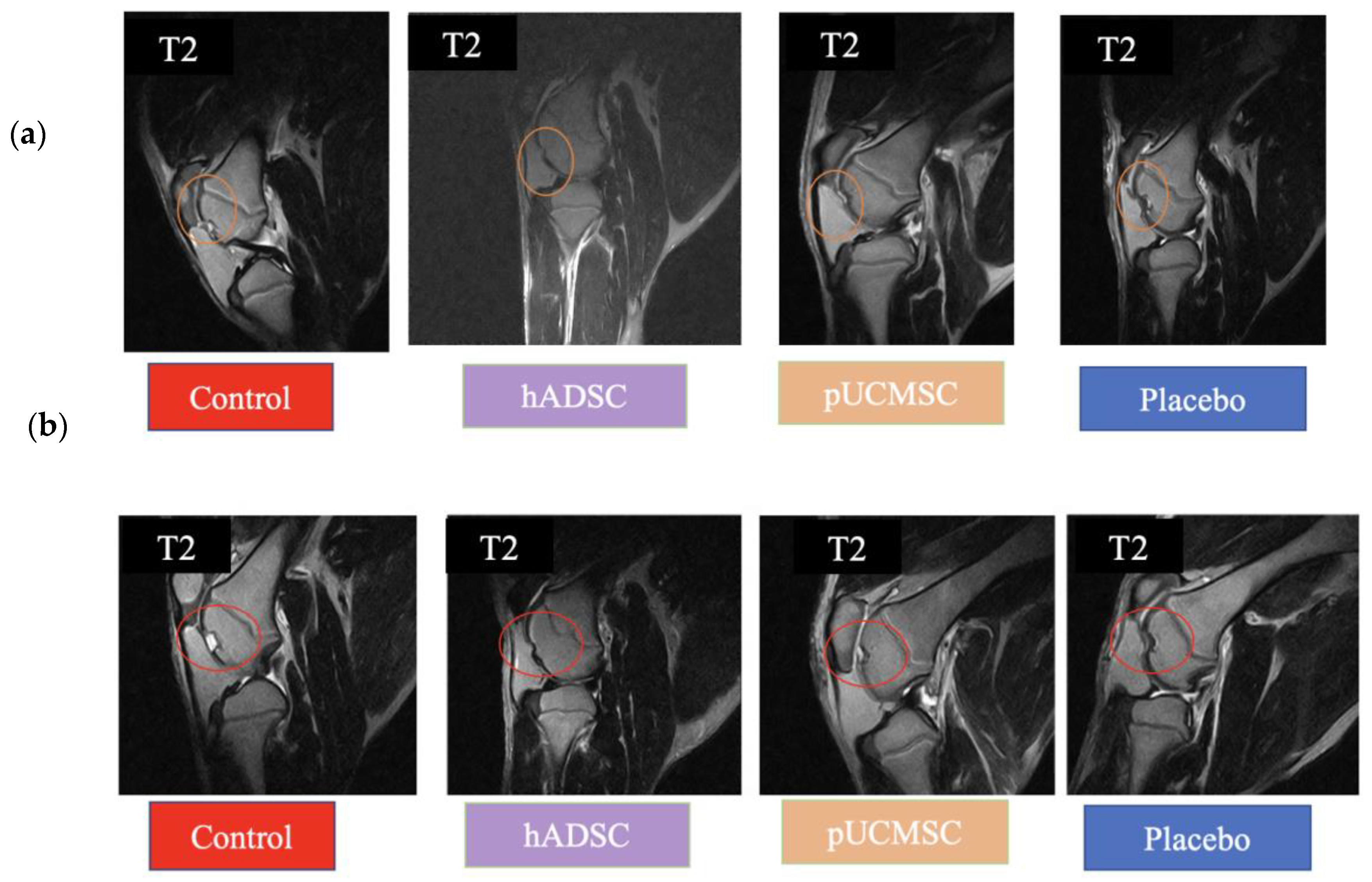 Biomedicines 11 01810 g008 Biomedicines 11 01810 g008