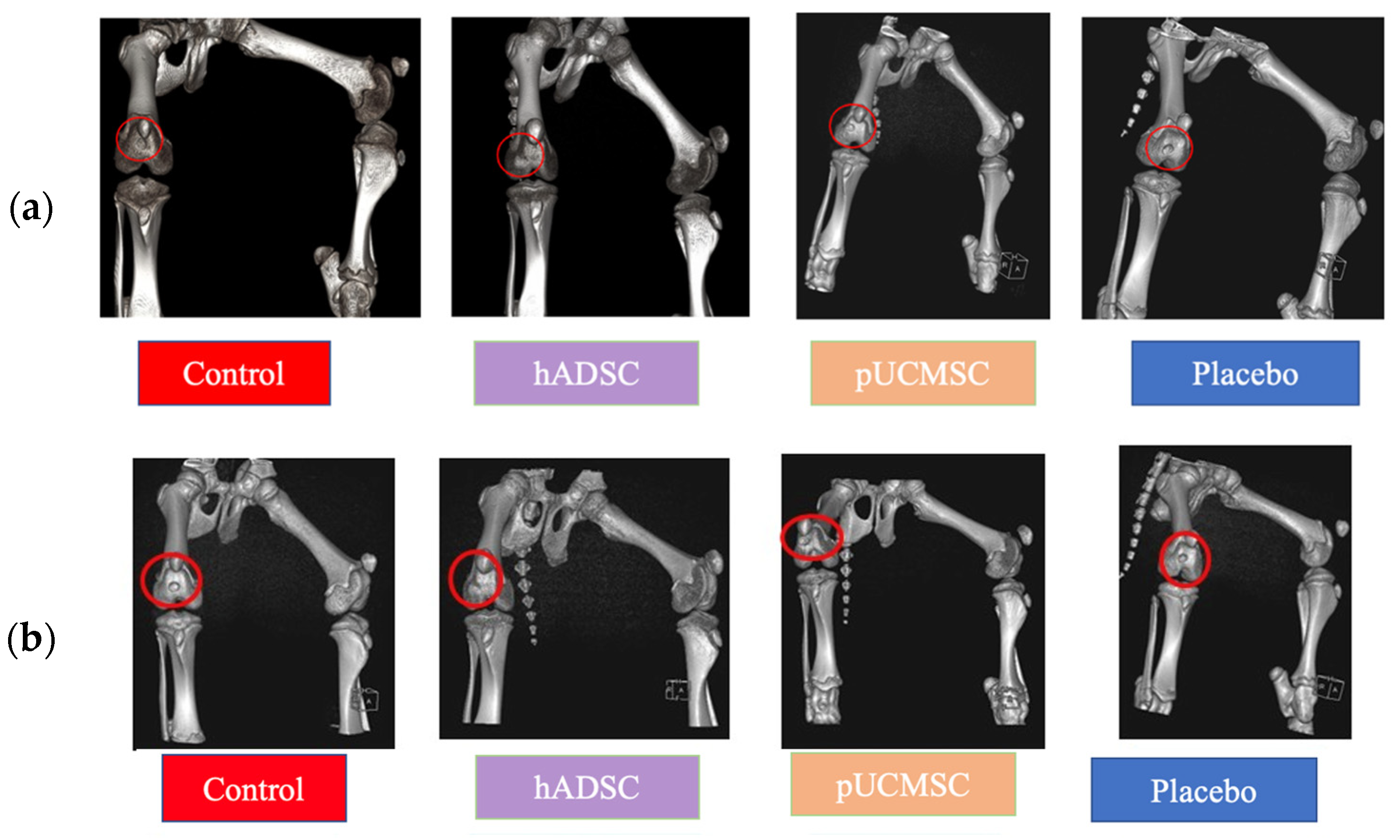 Biomedicines 11 01810 g009 Biomedicines 11 01810 g009