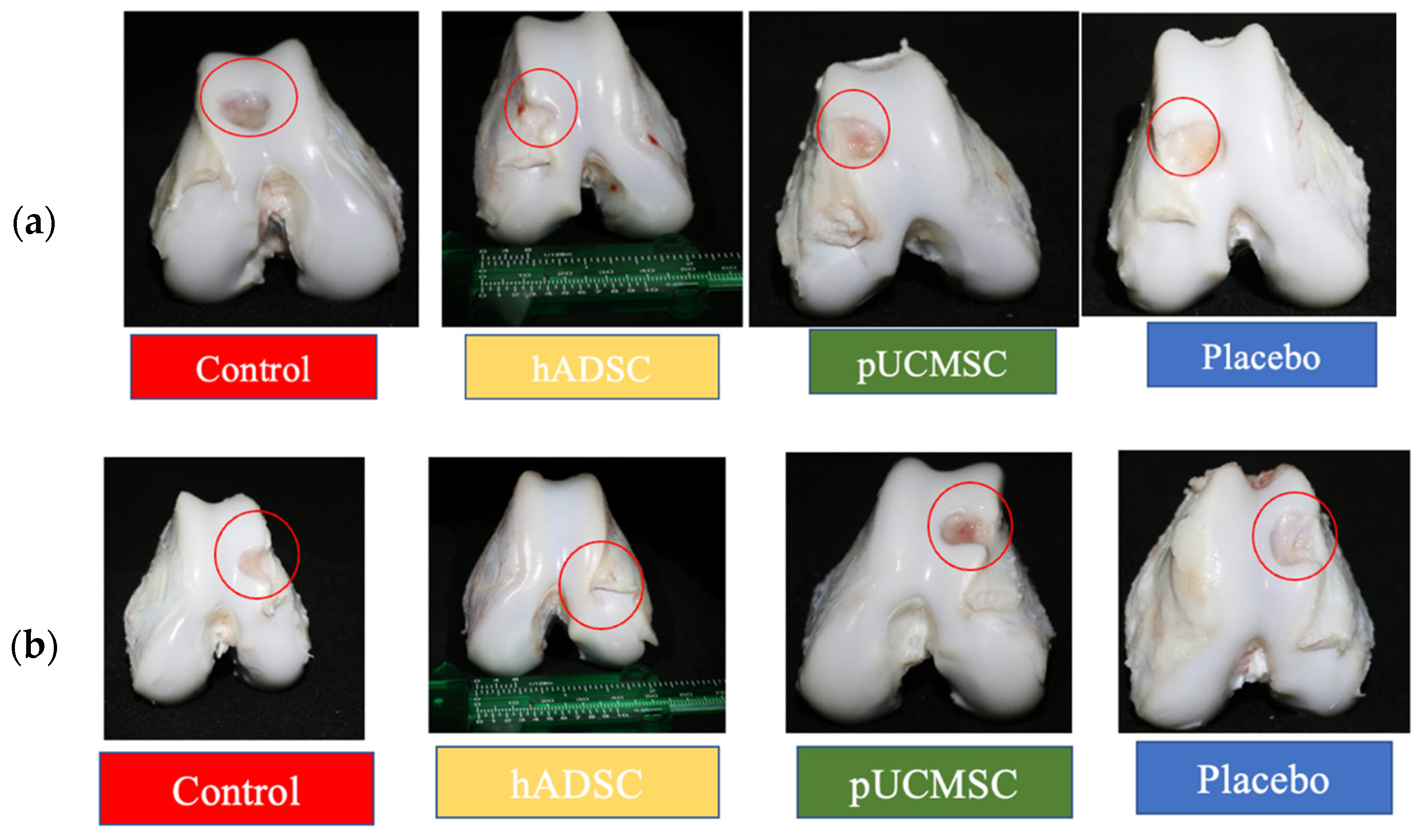 Biomedicines 11 01810 g010 Biomedicines 11 01810 g010