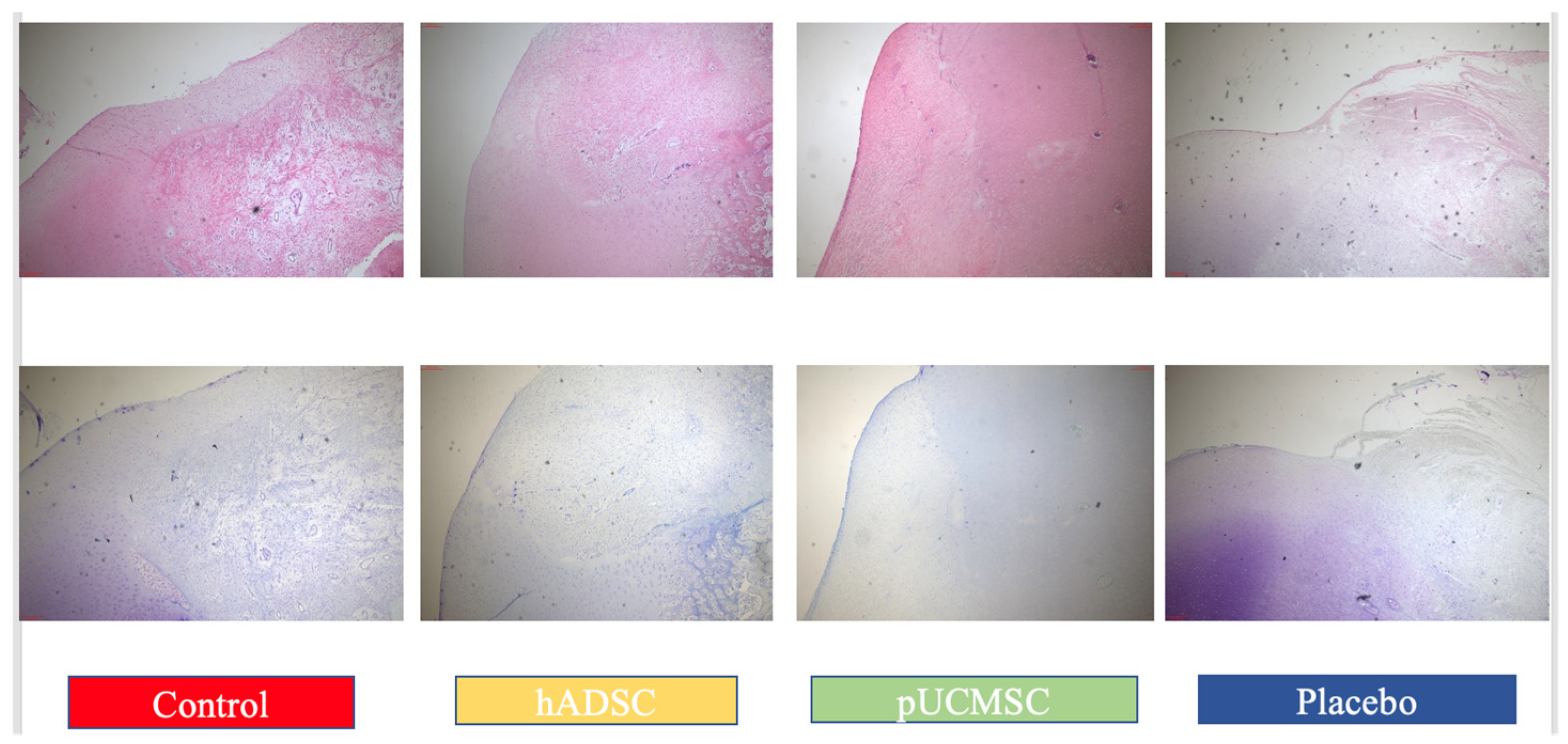 Biomedicines 11 01810 g012 Biomedicines 11 01810 g012