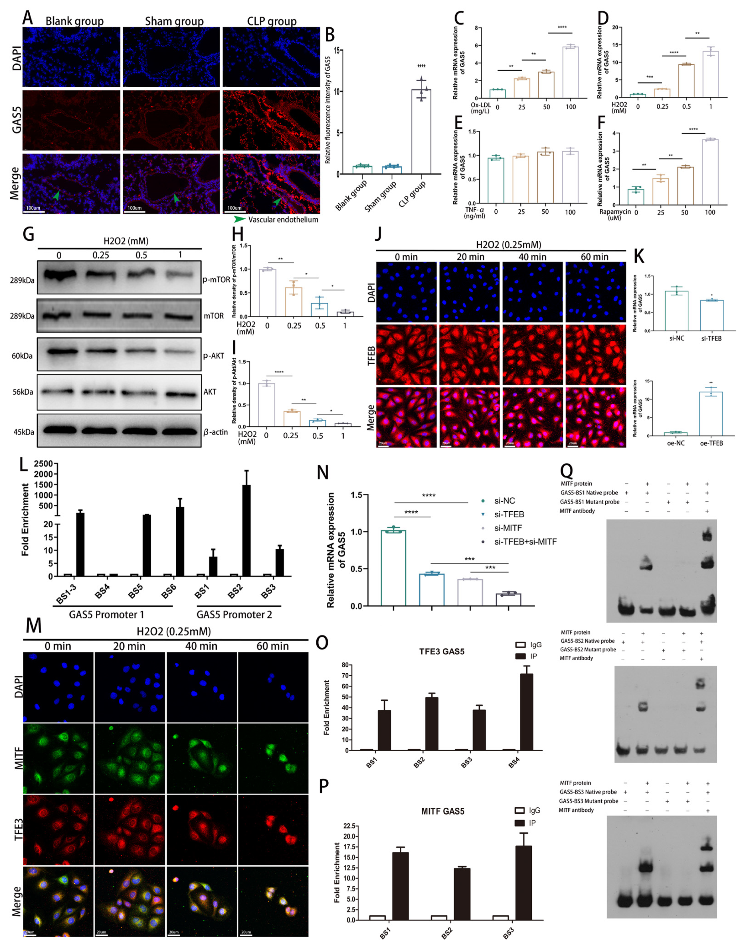 Biomedicines 11 01811 g001
