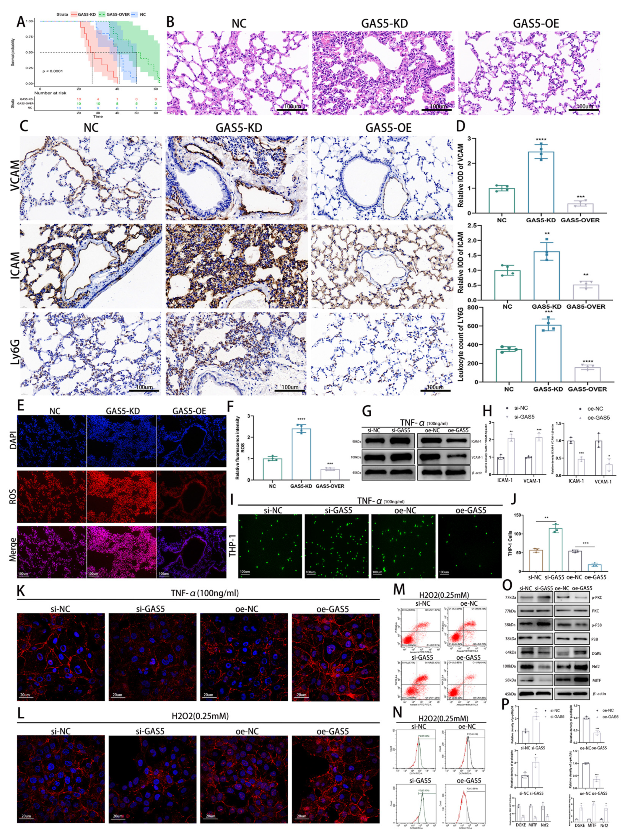 Biomedicines 11 01811 g002