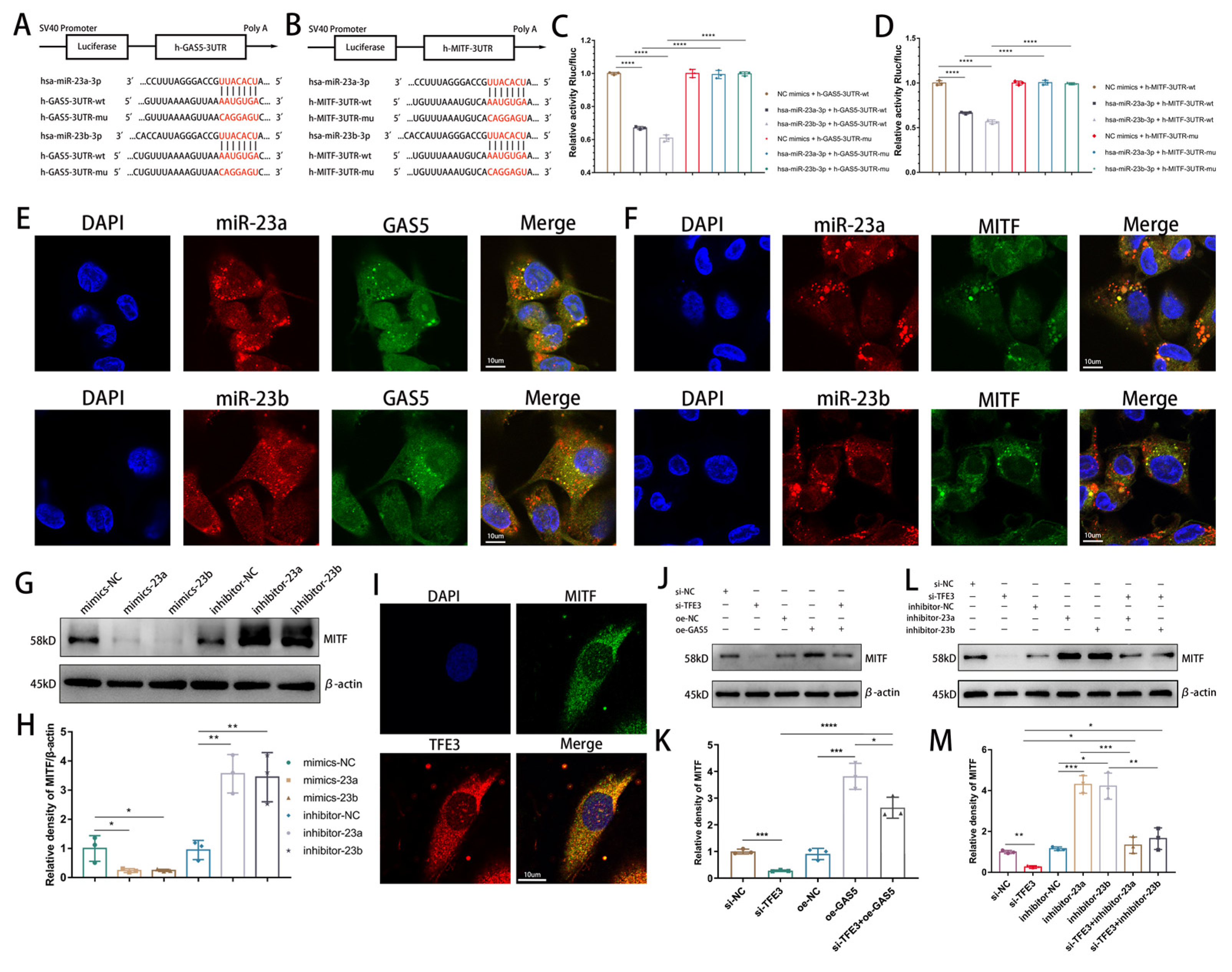 Biomedicines 11 01811 g003