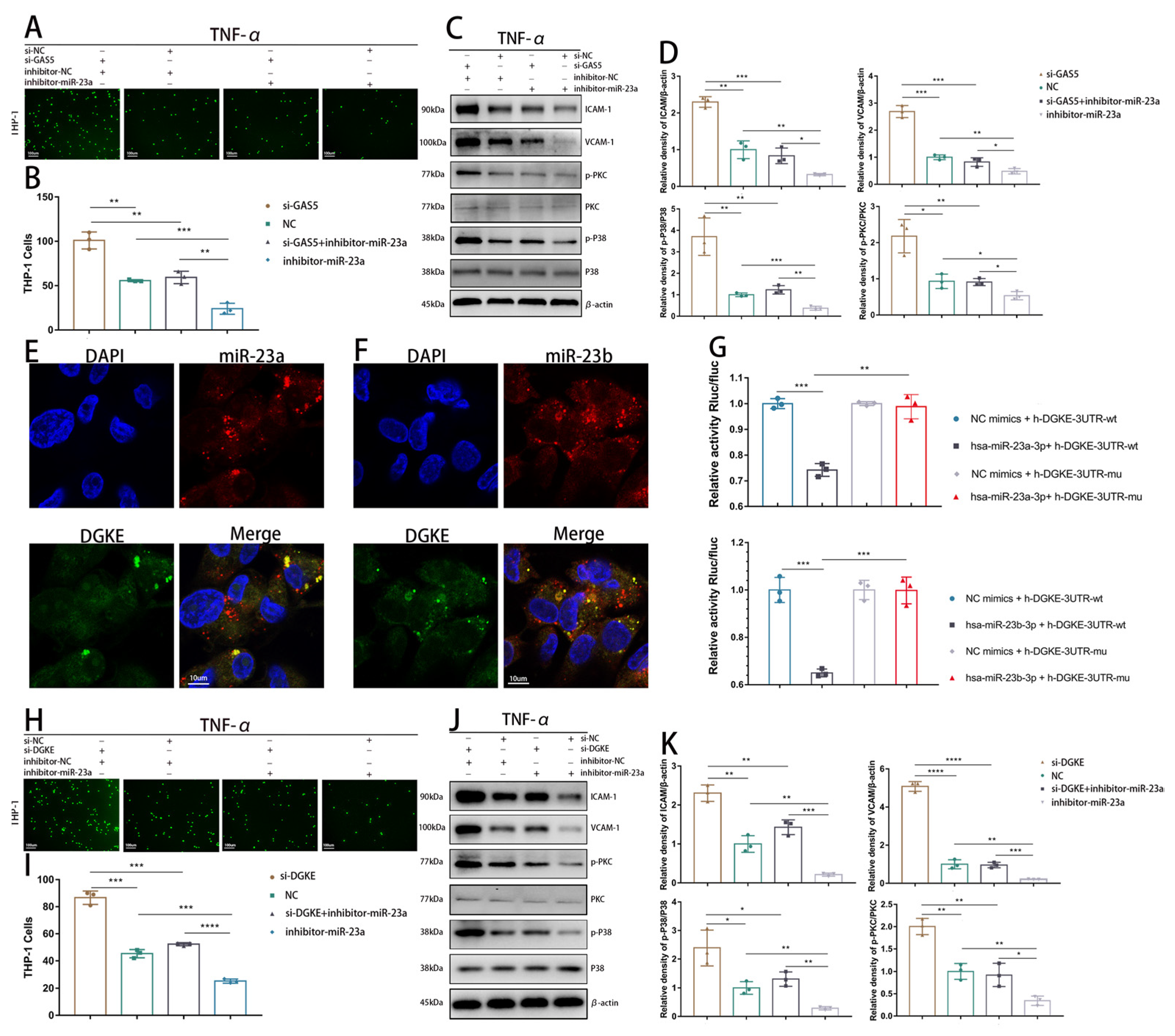 Biomedicines 11 01811 g004