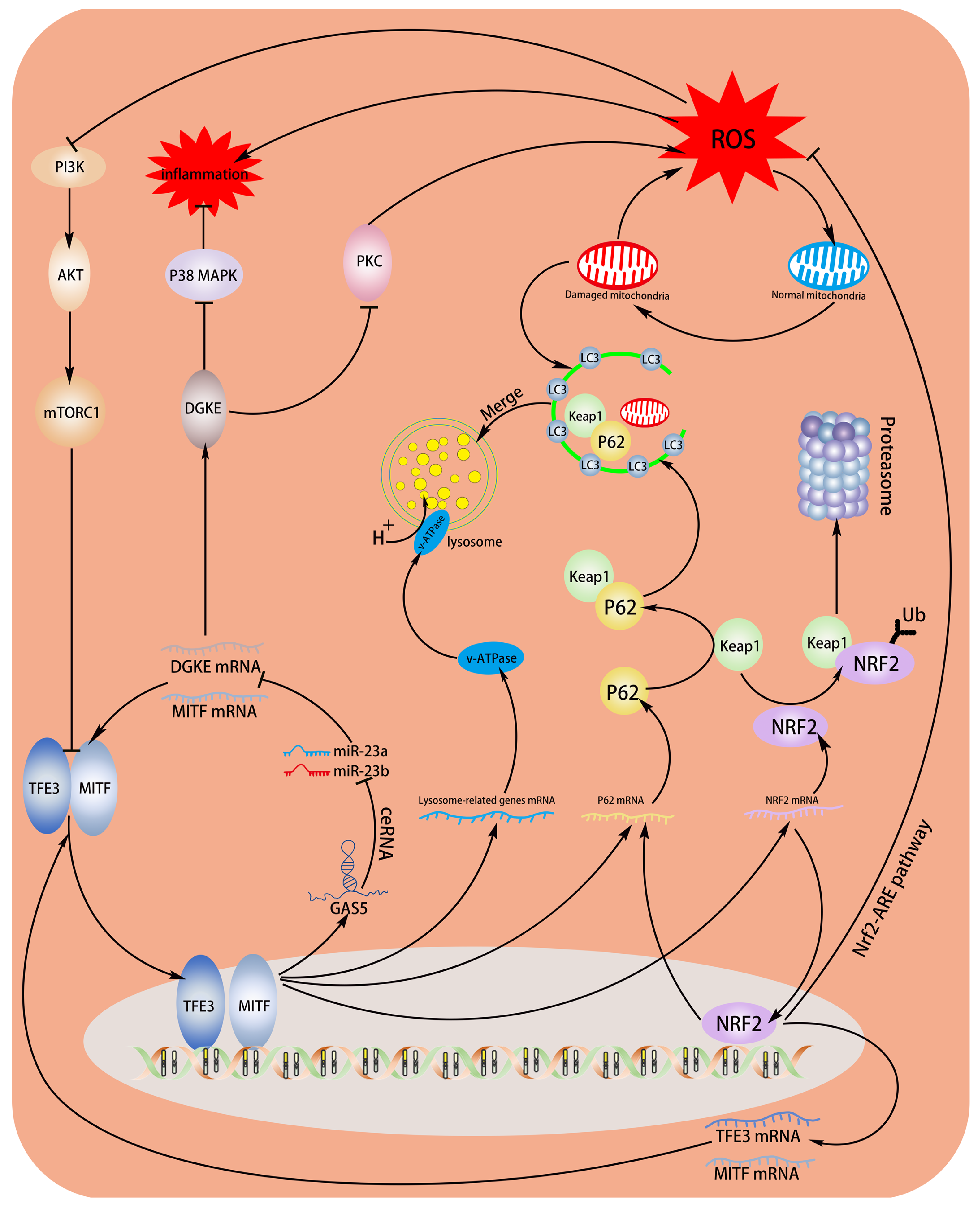 Biomedicines 11 01811 g008