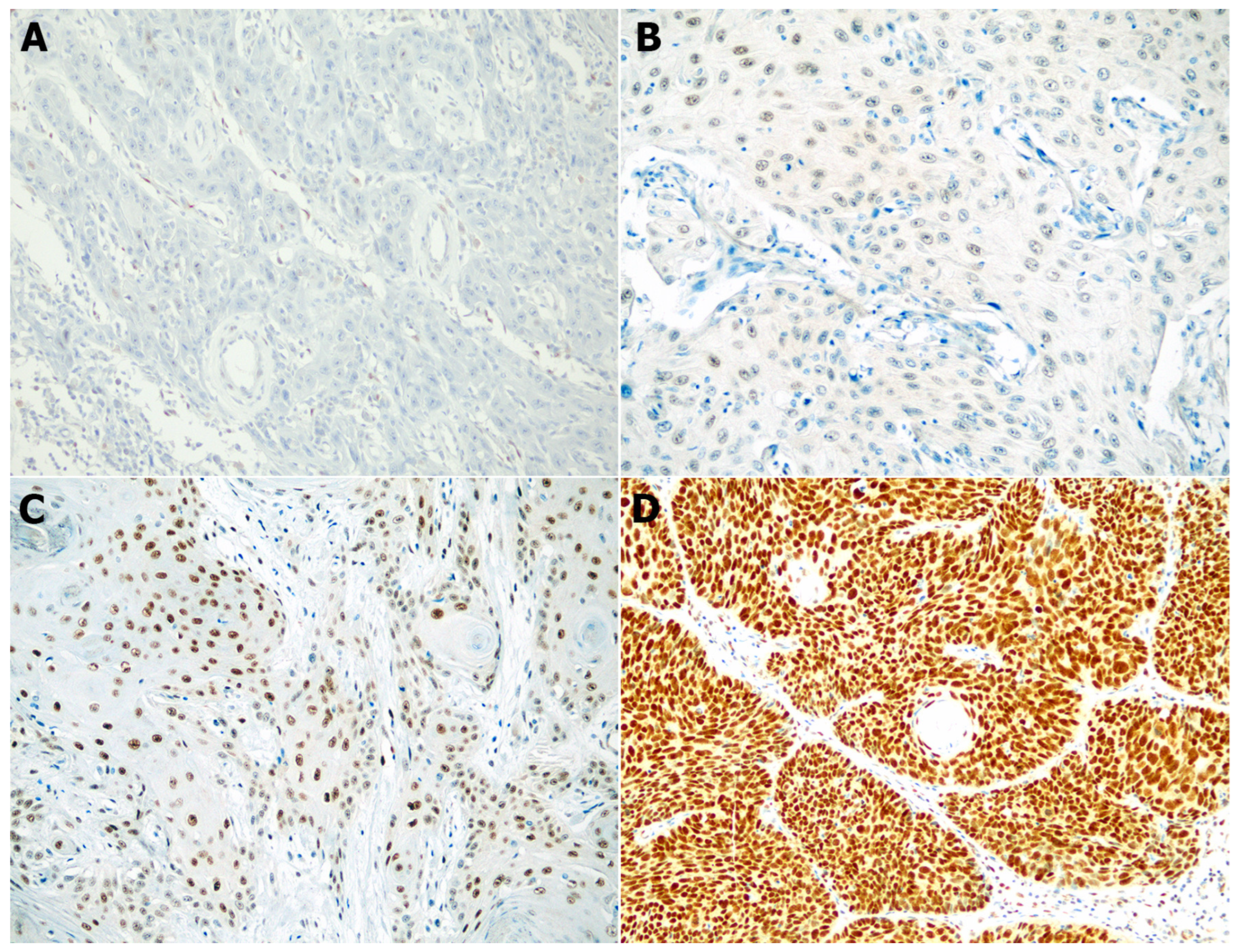 Biomedicines 11 01818 g001 Biomedicines 11 01818 g001